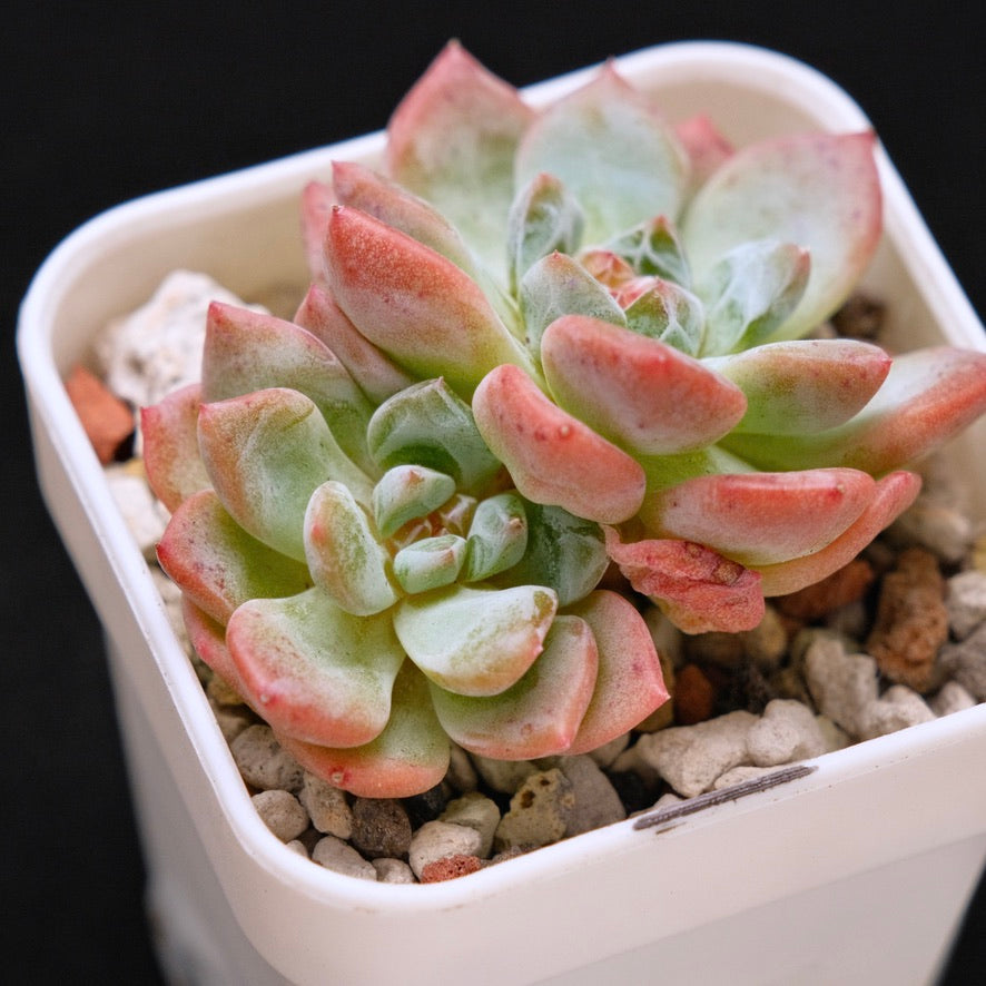 Echeveria Amber Korean Succulent Plant
