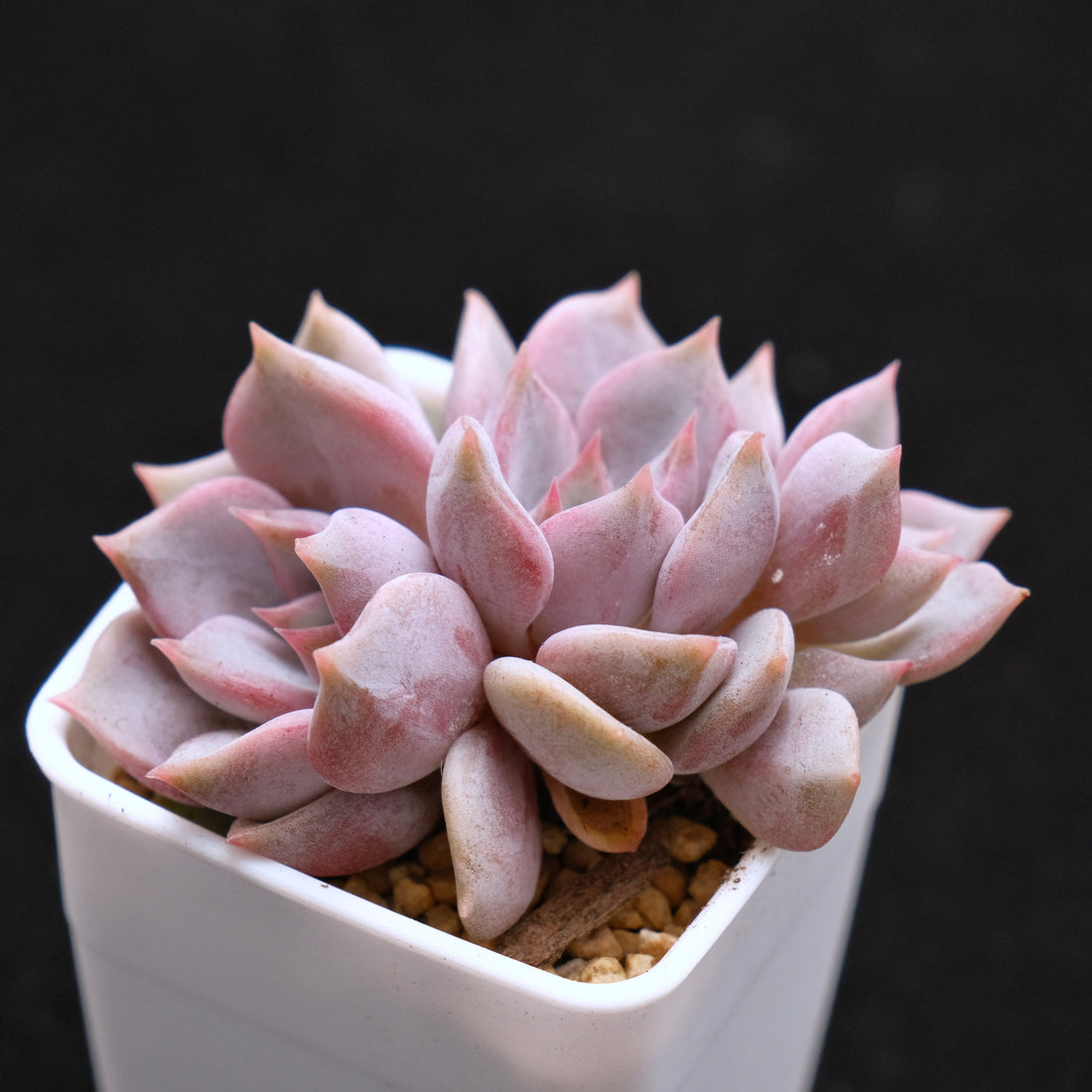 Echeveria Pastel Leon Korean Succulent Plant