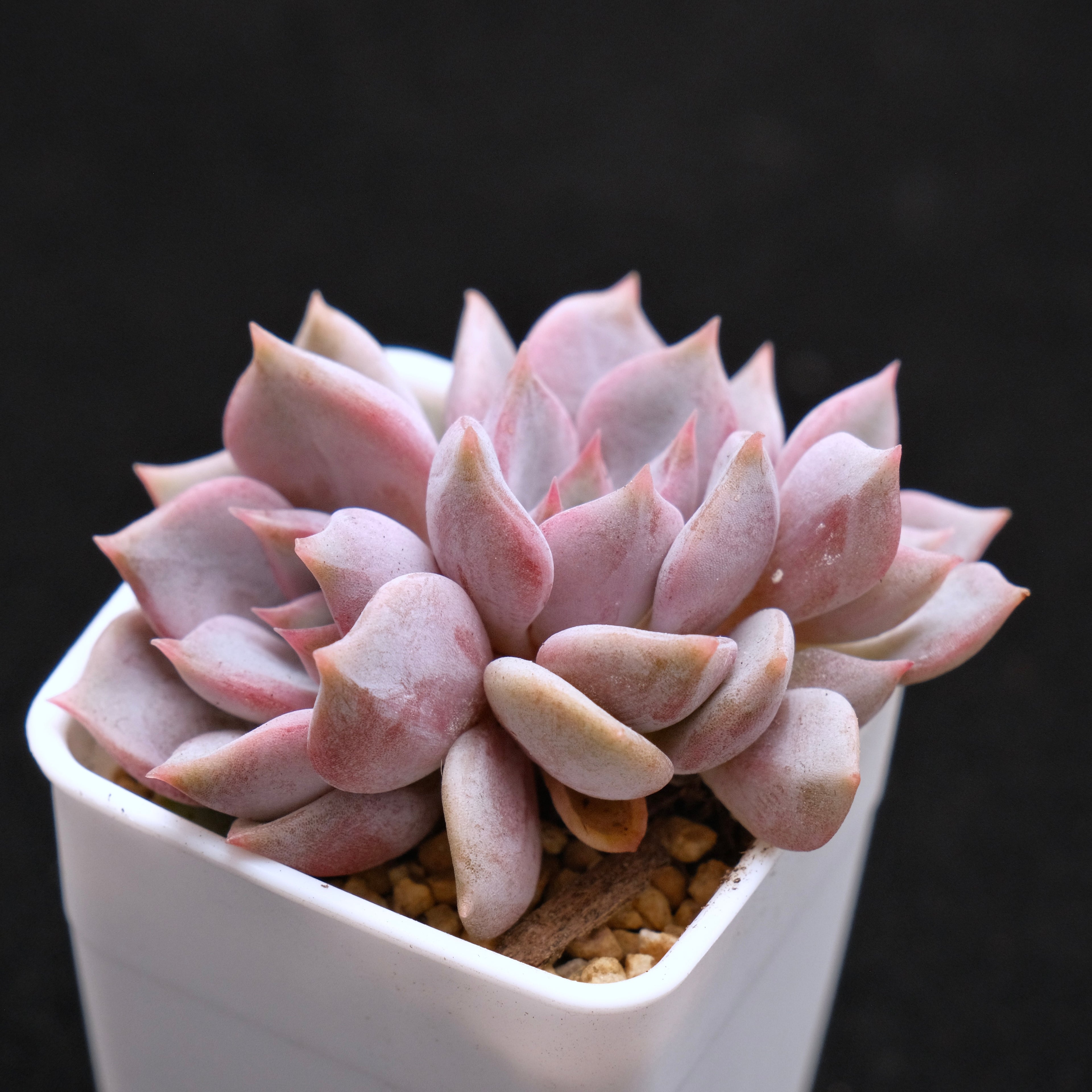 Echeveria Pastel Leon Korean Succulent Plant