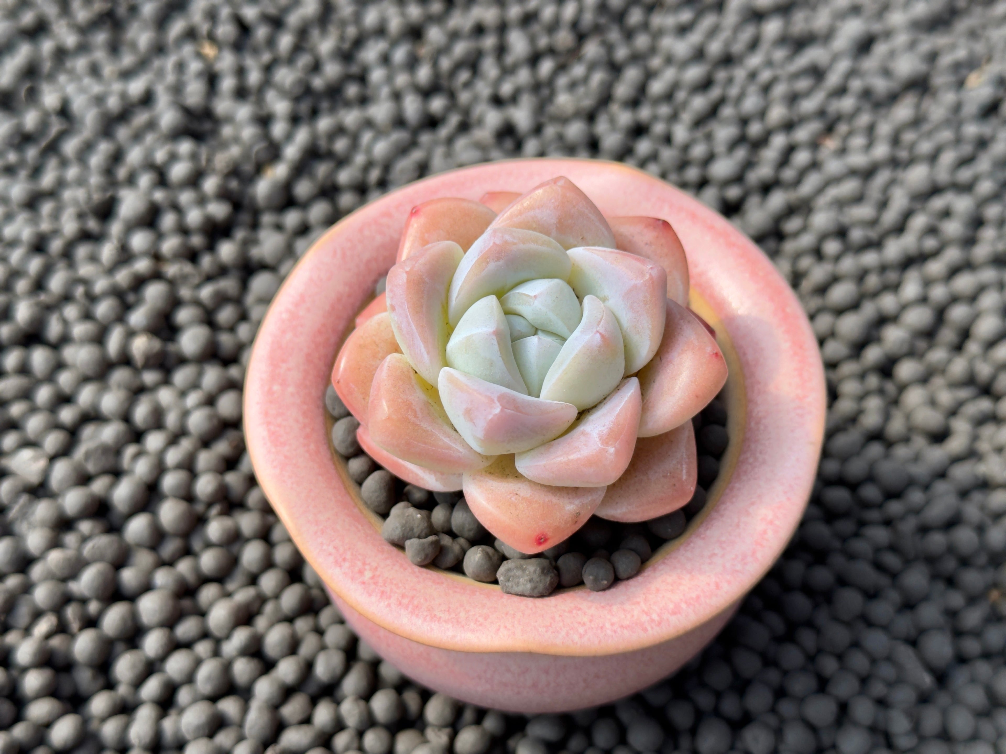 Echeveria Ice Green Imported Succulent Plant