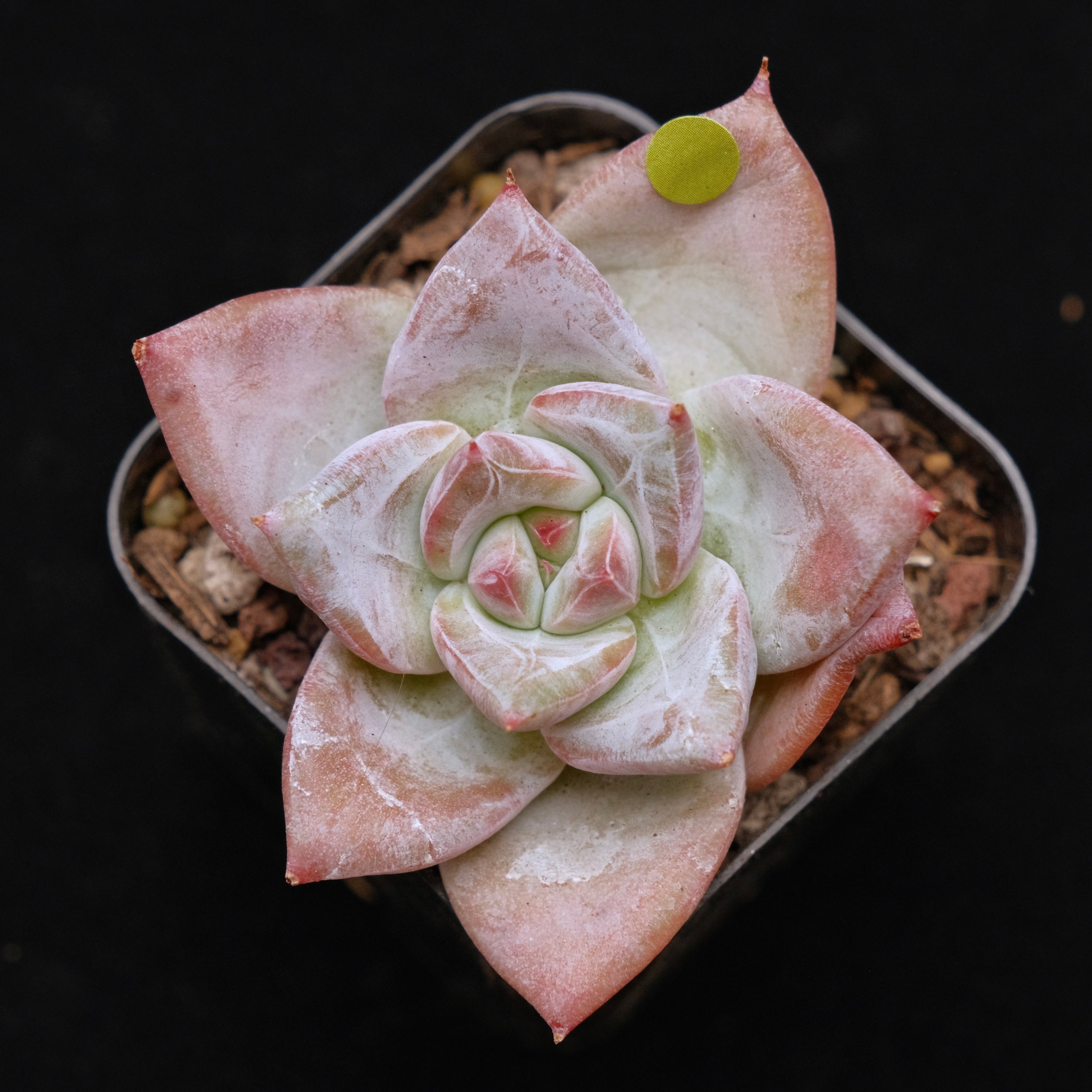 Echeveria Ice Muscle Korean Succulent Plant