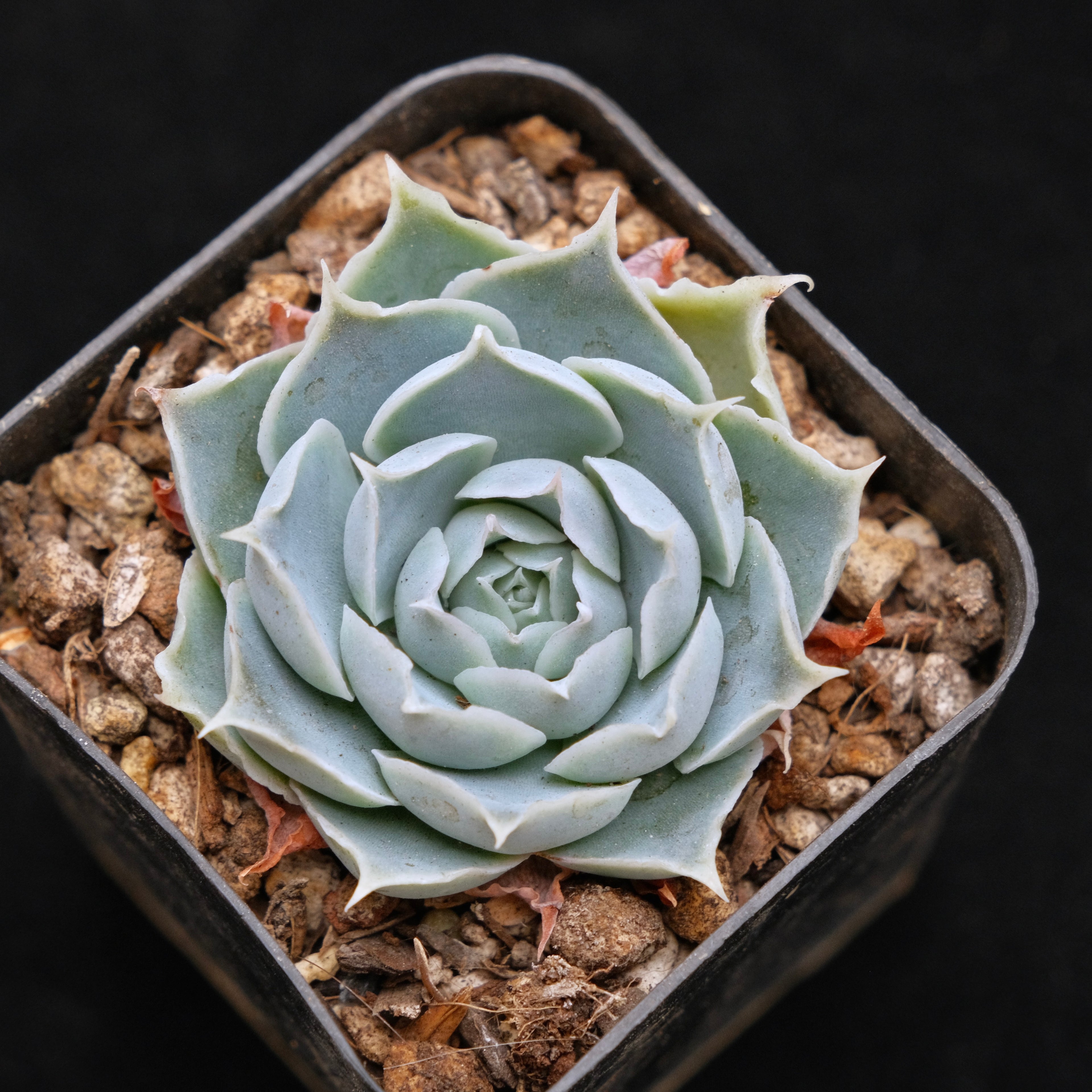 Echeveria Simulans Korean Succulent Plant