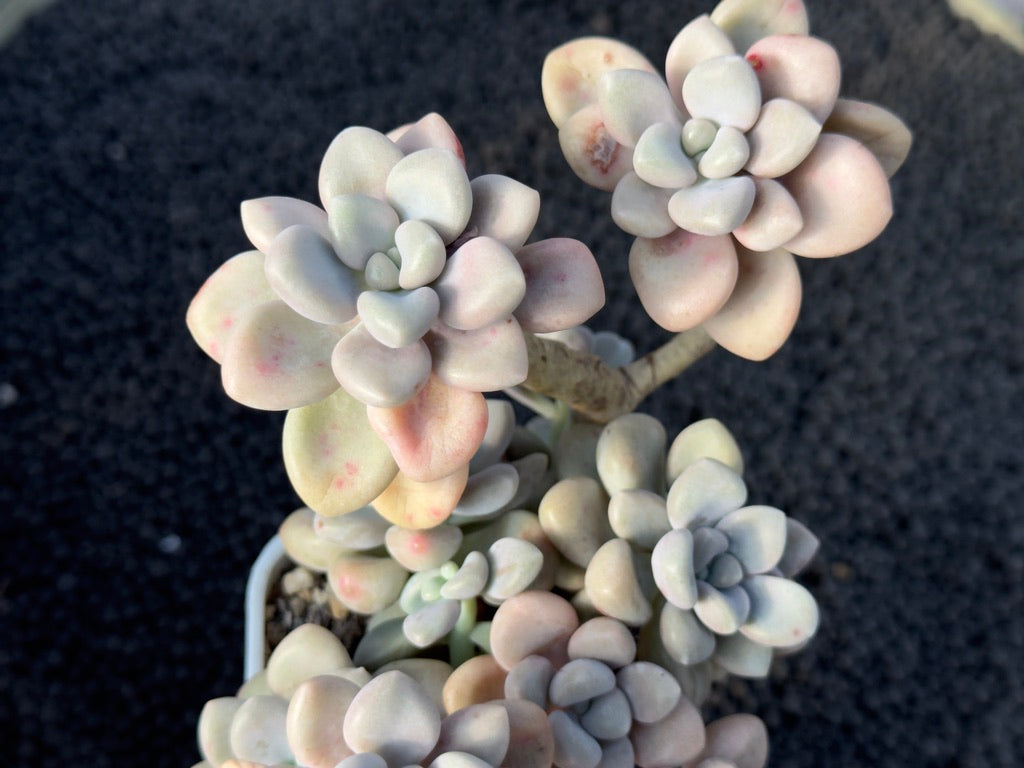 Graptopetalum Ellen Imported Succulent Plant