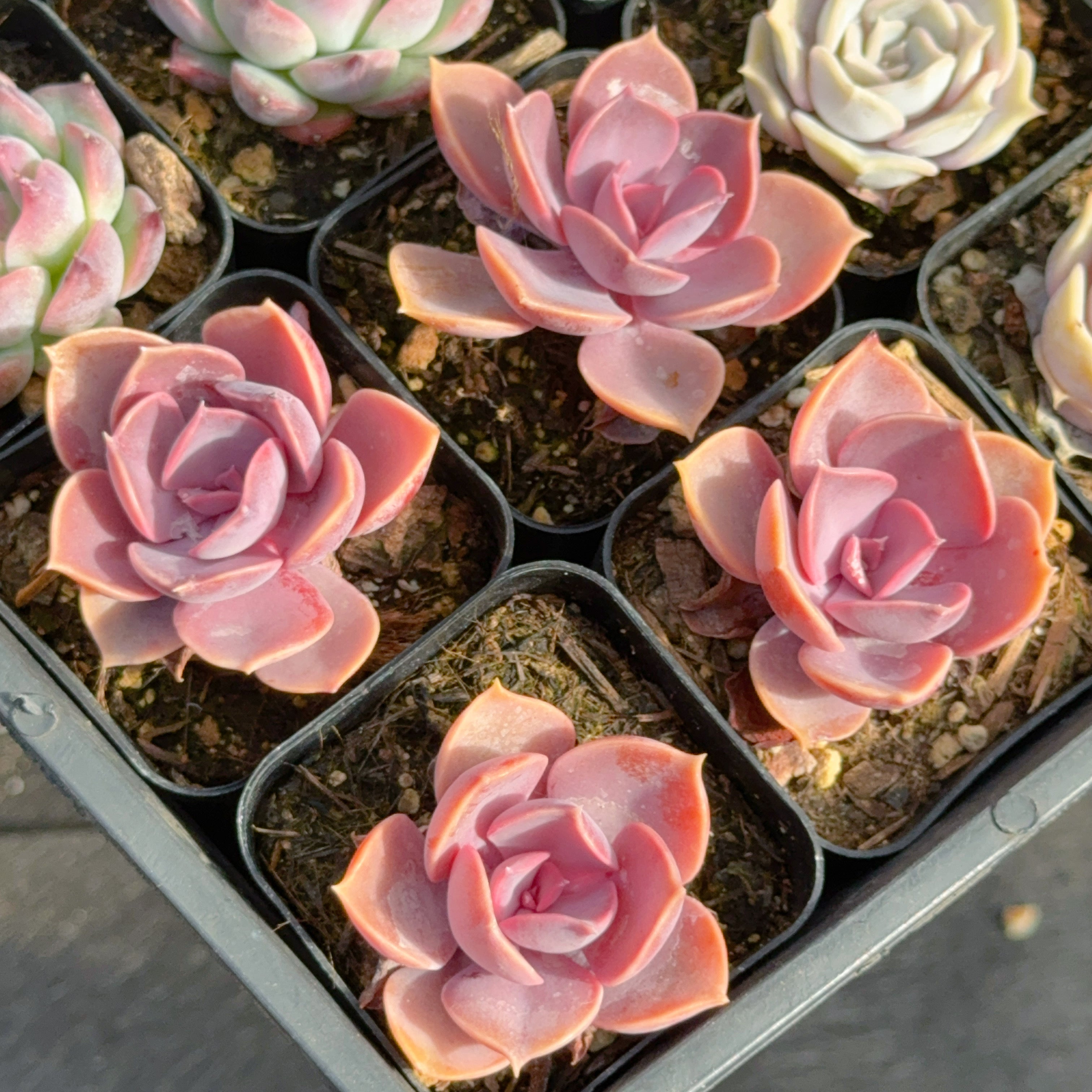 Echeveria Purple Perle Succulent Plant