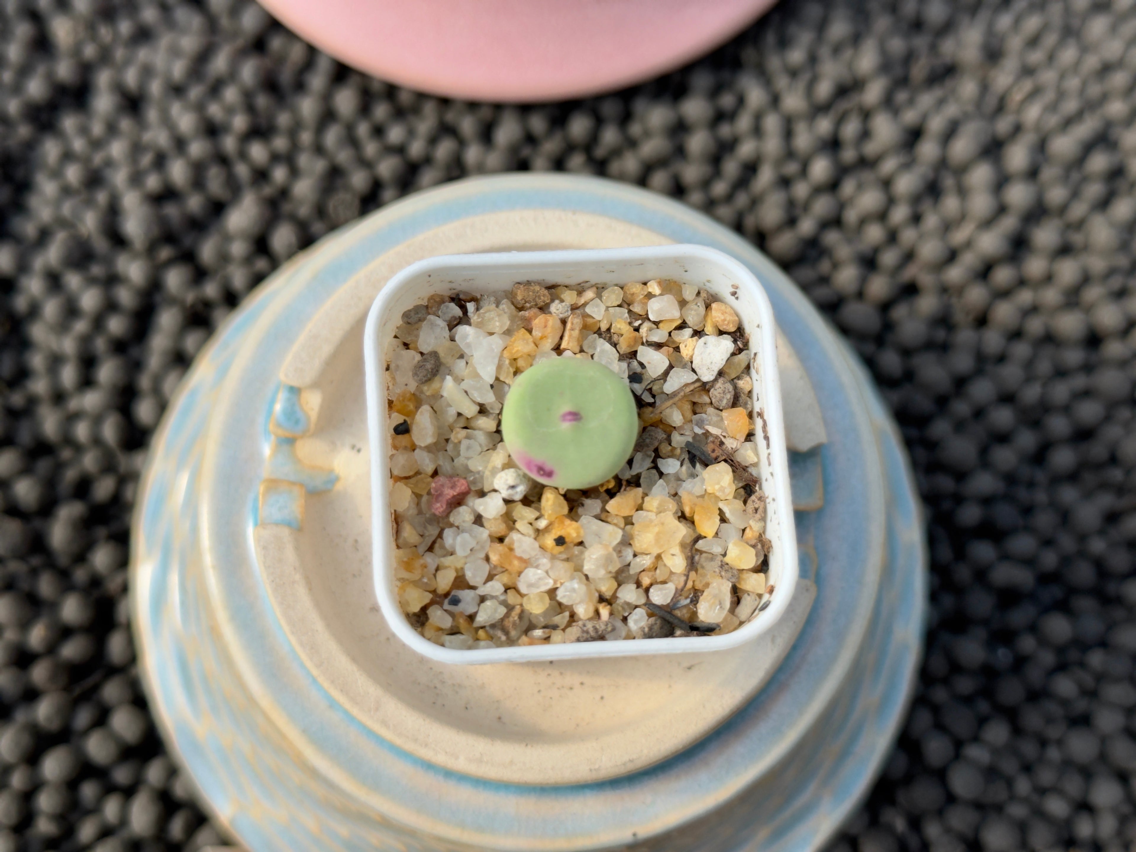 Conophytum vanzylii Imported Succulent Plant