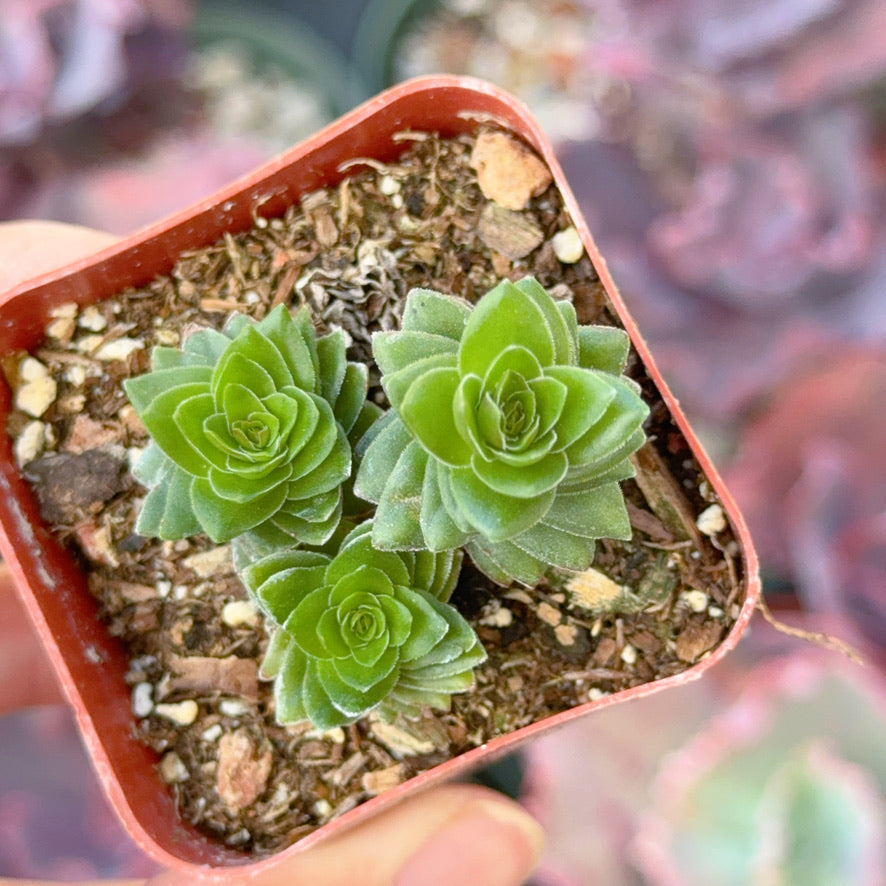 Crassula Spiralis Succulent Plant