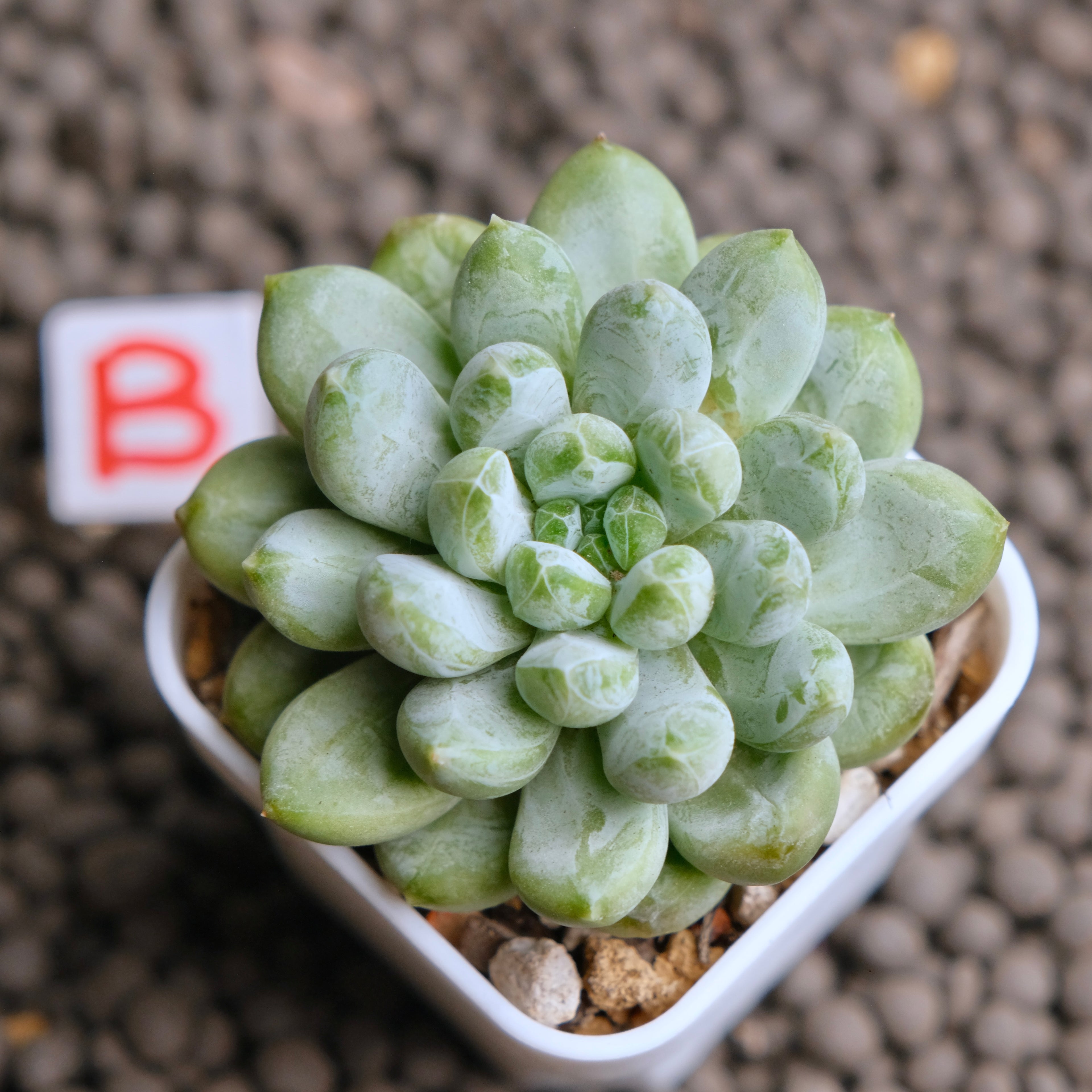 Pachyveria Cocoa Beans Imported Succulent Plant - B