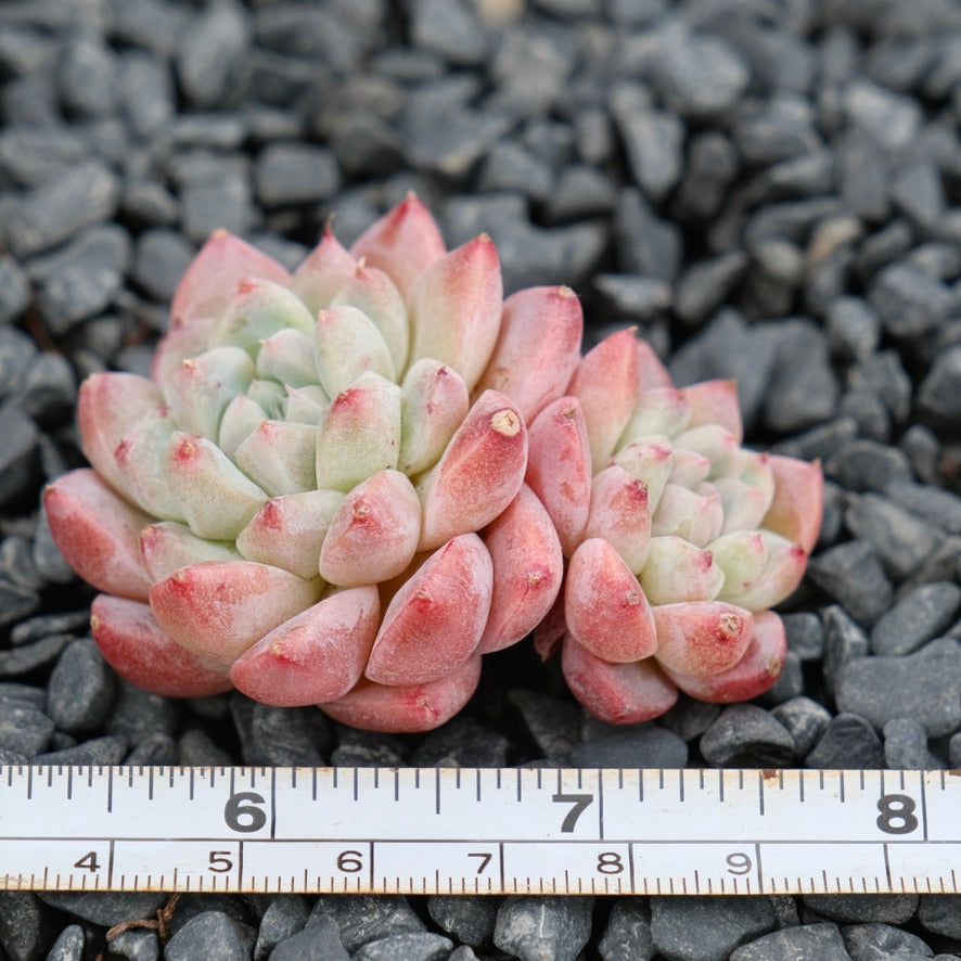 Echeveria Alba Beauty Imported Succulent Plant
