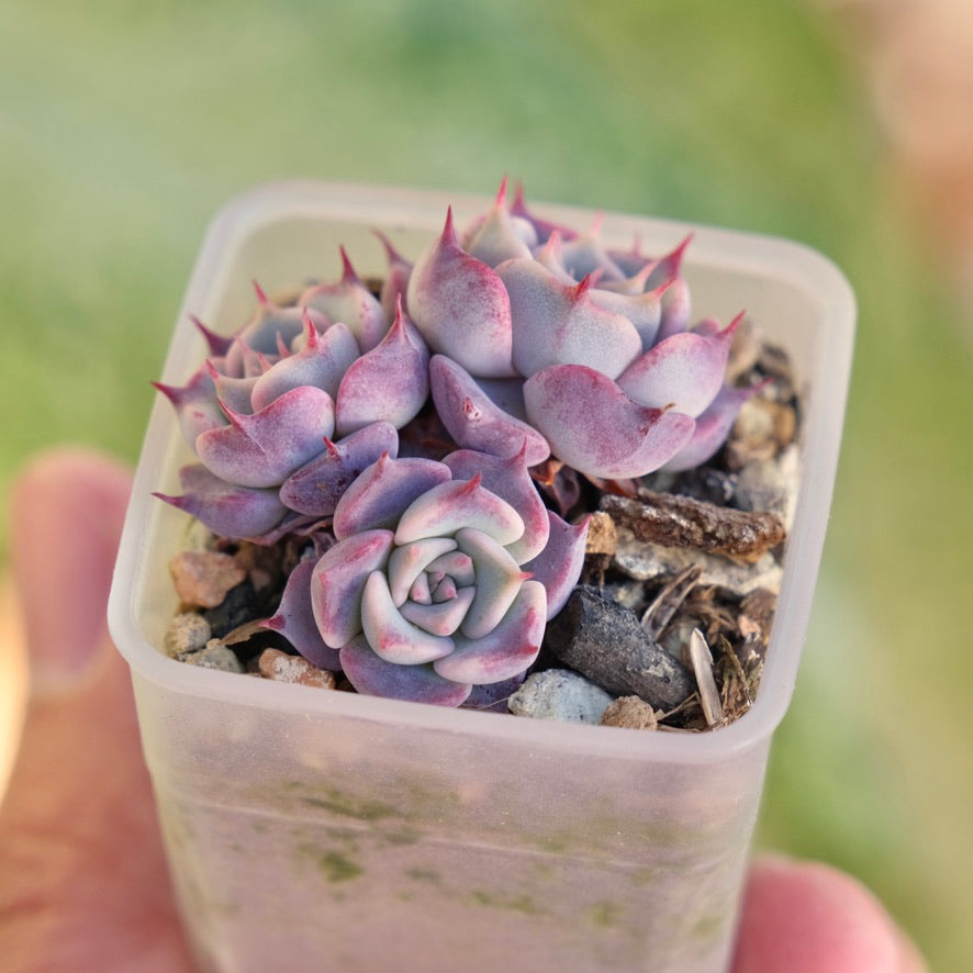 Echeveria Red Stitch Korean Succulent Plant Changhee hybrid