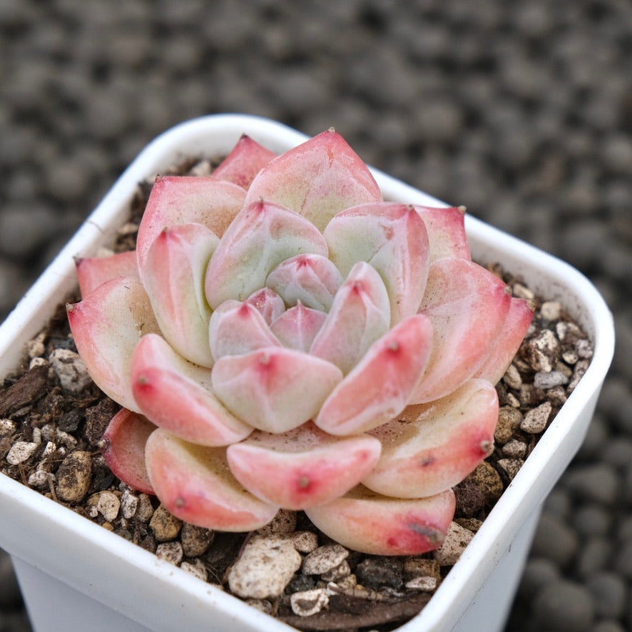 Echeveria Peach Fuzz Korean Succulent Plant