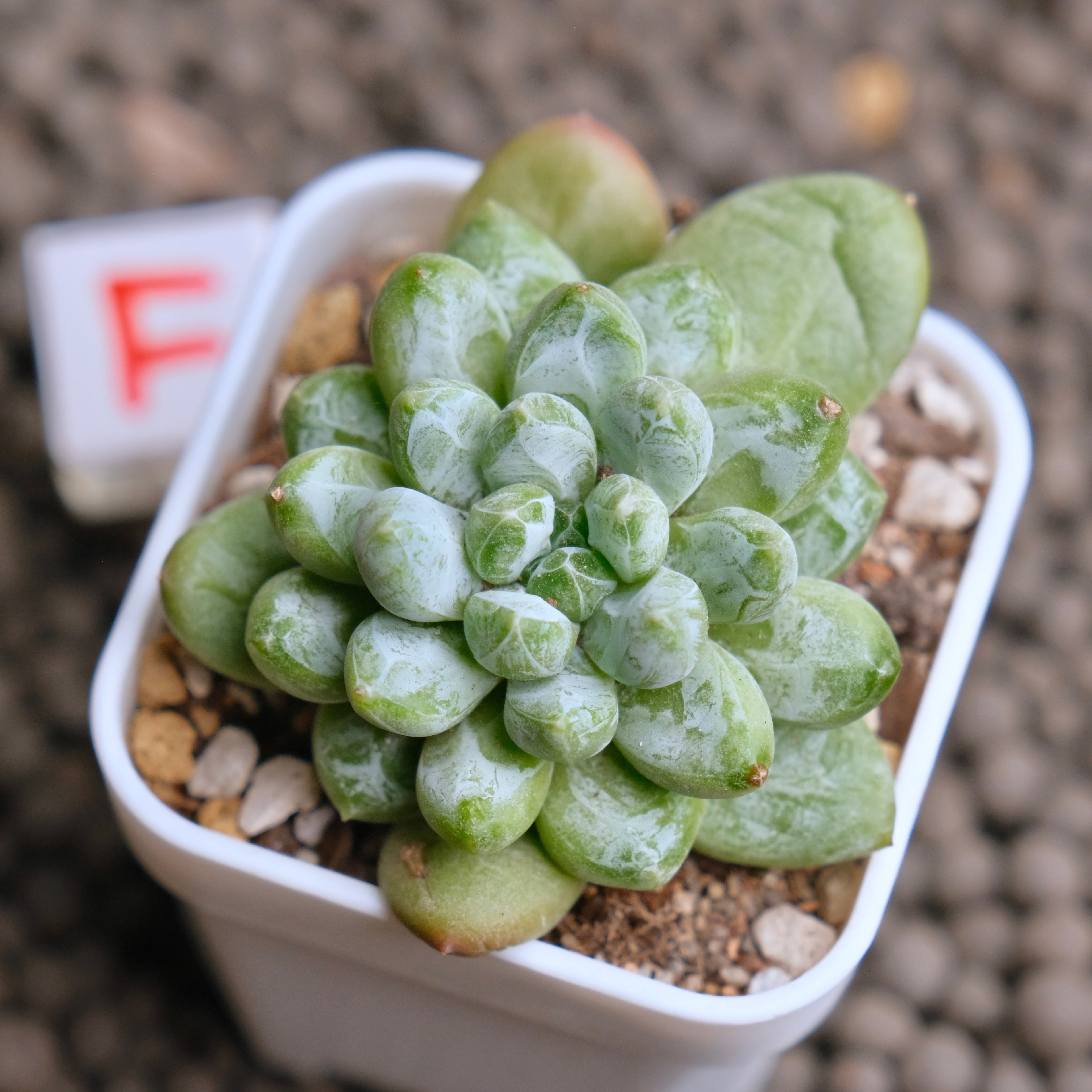 Pachyveria Cocoa Beans Imported Succulent Plant - F