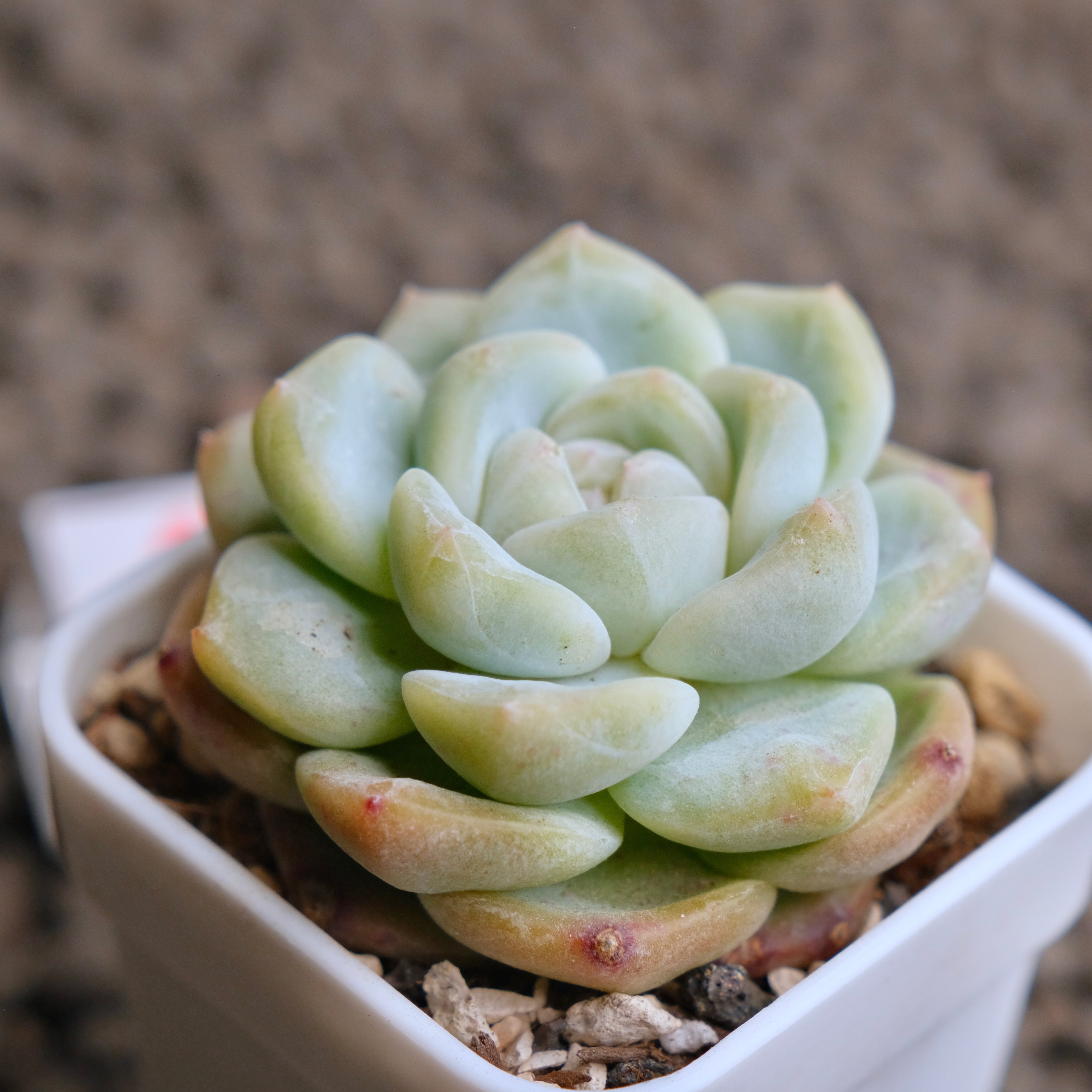Echeveria Monroe x Albicans Imported Succulent Plant - A