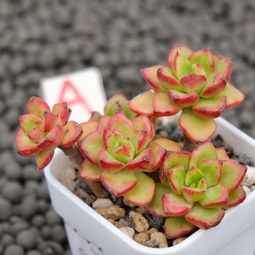 Echeveria Letizia Imported Succulent Plant