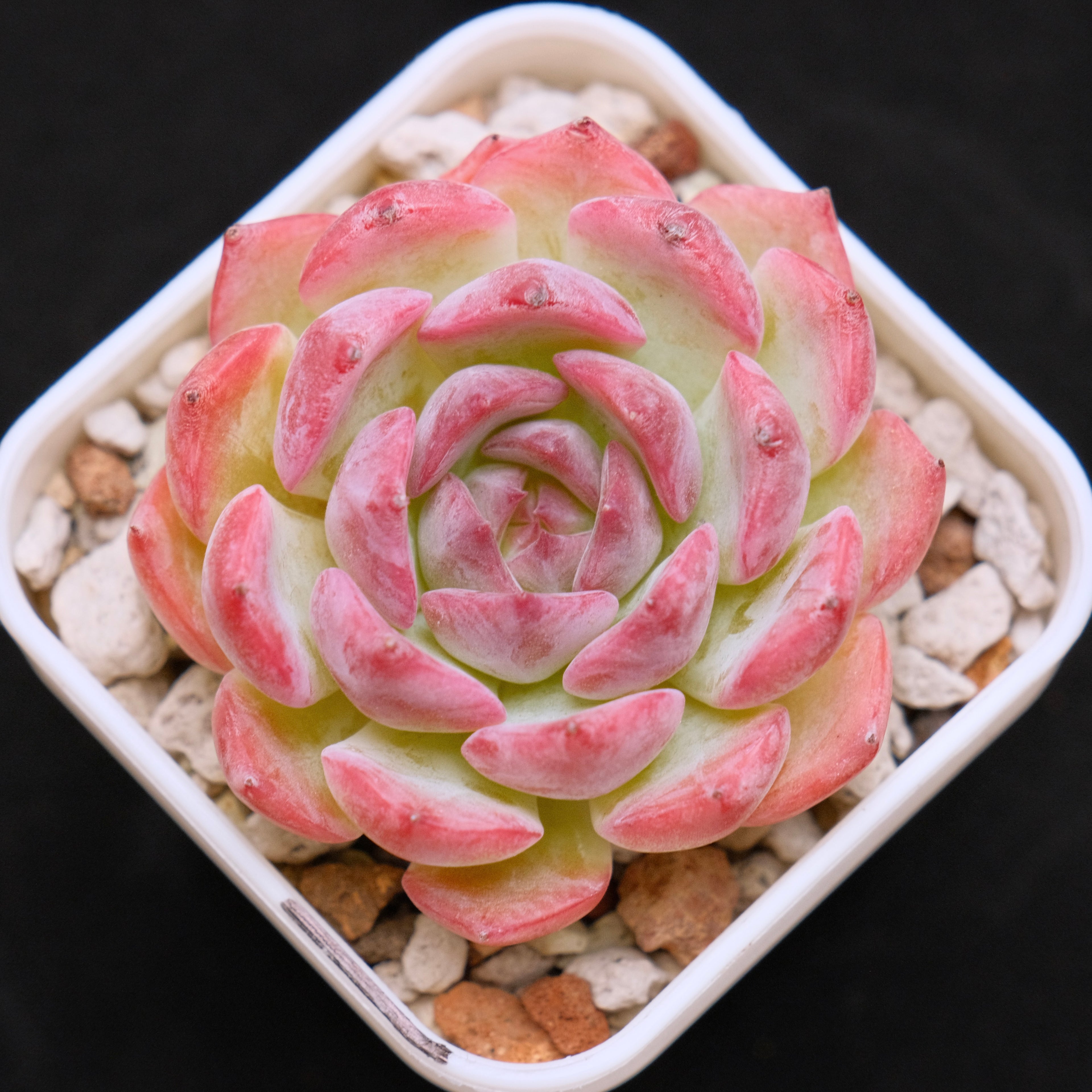 Echeveria Keralean Korean Succulent Plant
