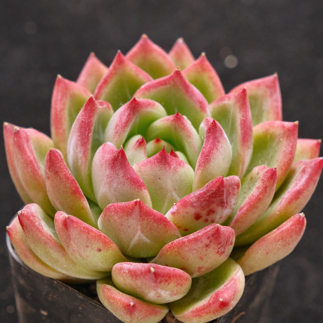 Echeveria Red Night Korean Succulent Plant Air Magic Hybrid