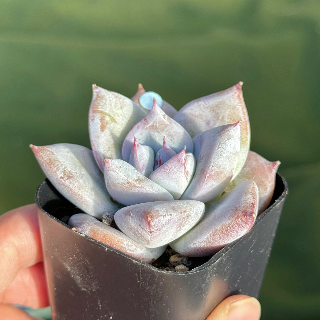 Echeveria Ice Muscle Korean Succulent Plant