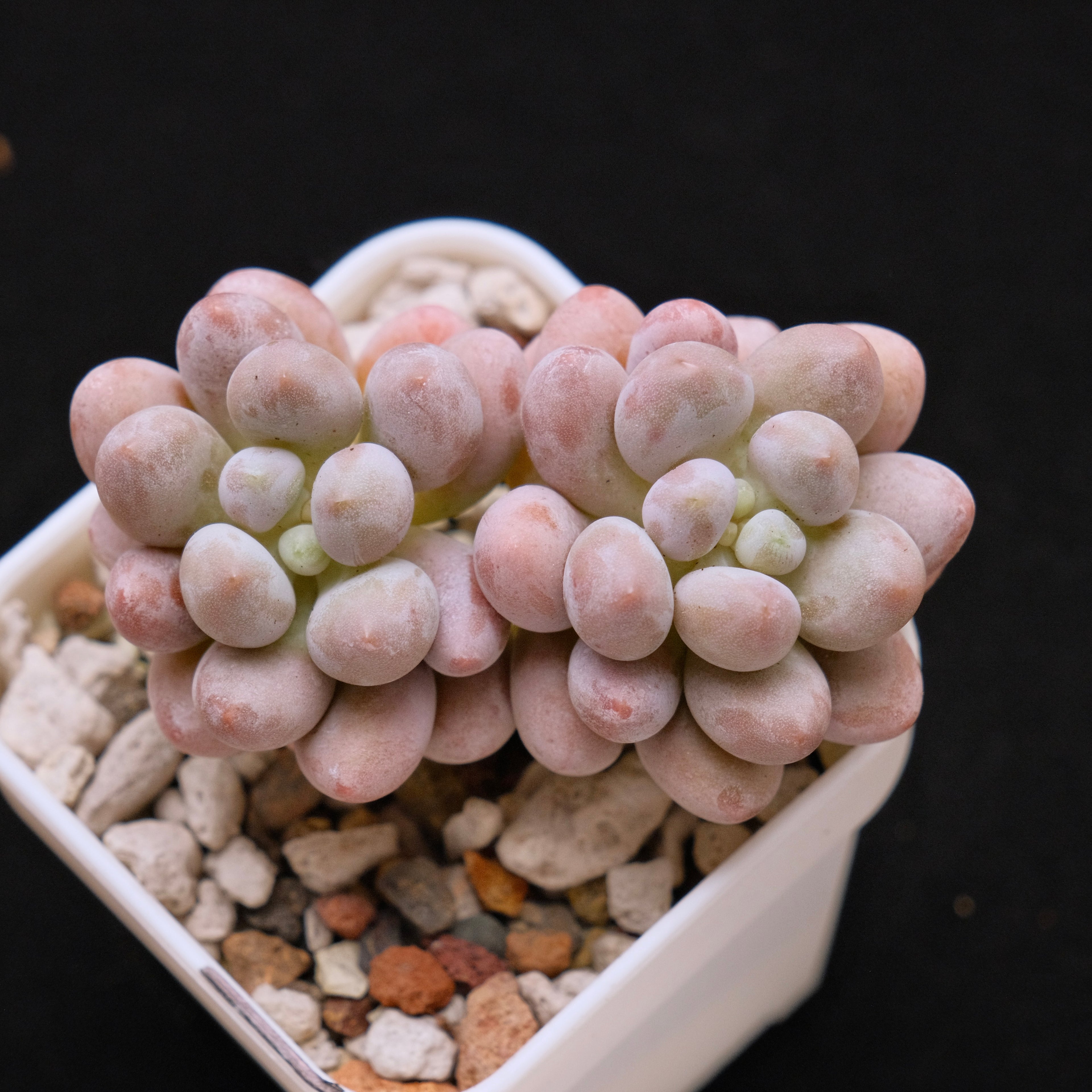 Pachyphytum Sweet Dumpling "Tang Yuan" Imported Succulent Plant *New* 汤圆