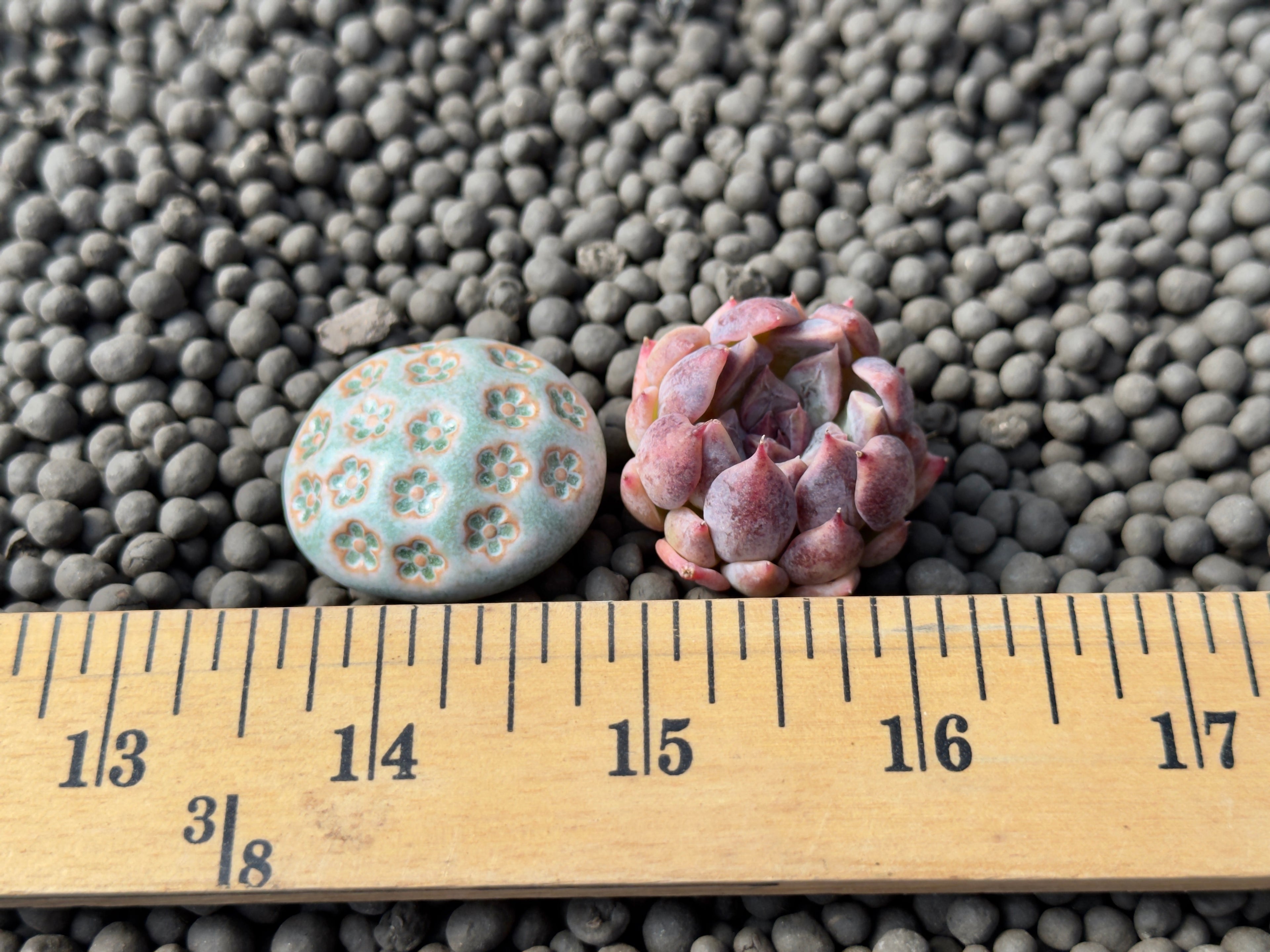 Echeveria Purple Powder Korean Succulent Plant