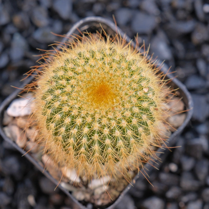 Parodia leninghausii Golden Ball Cactus Succulent Plant