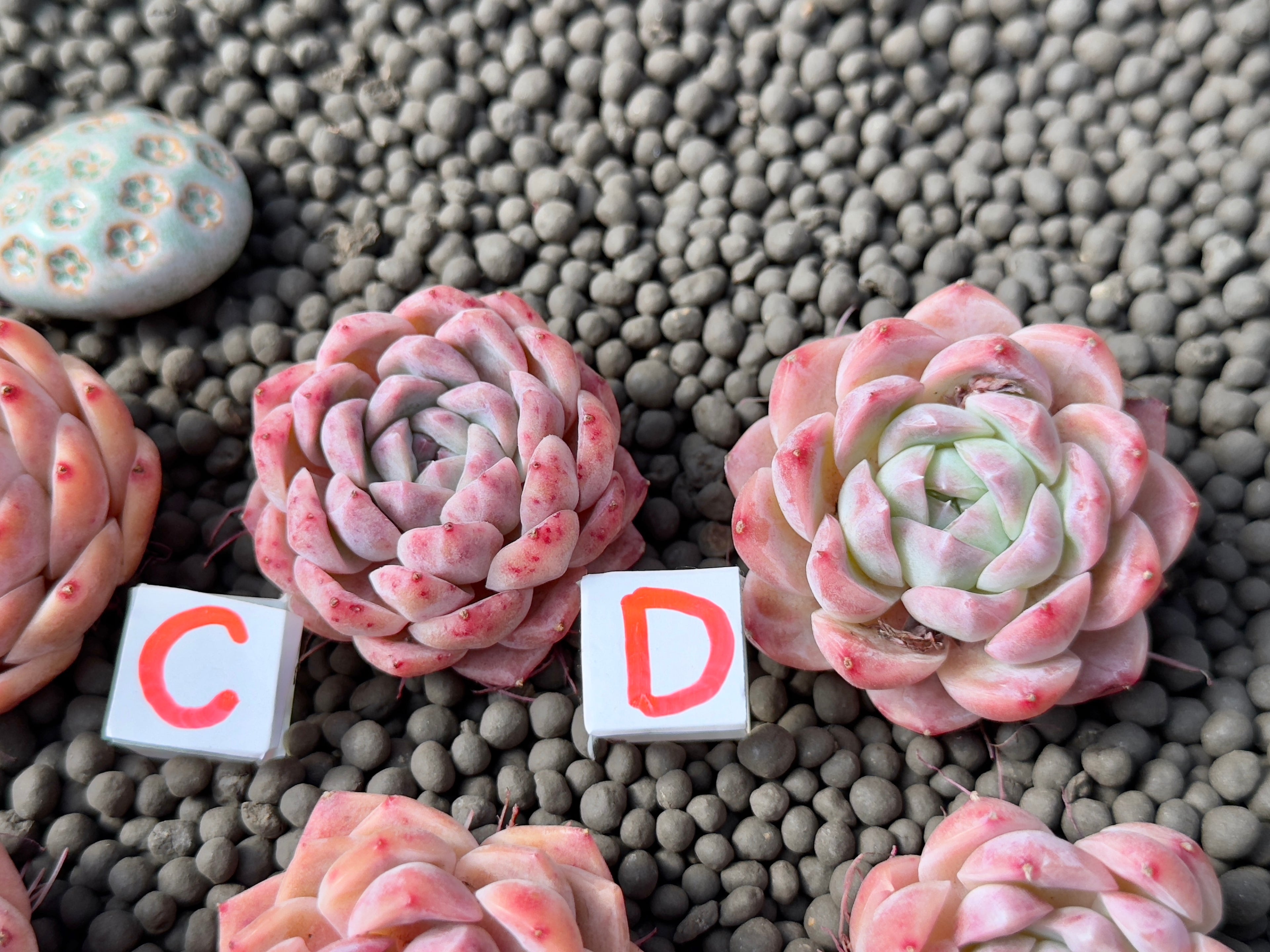 Echeveria Pink Lina Imported Succulent Plant