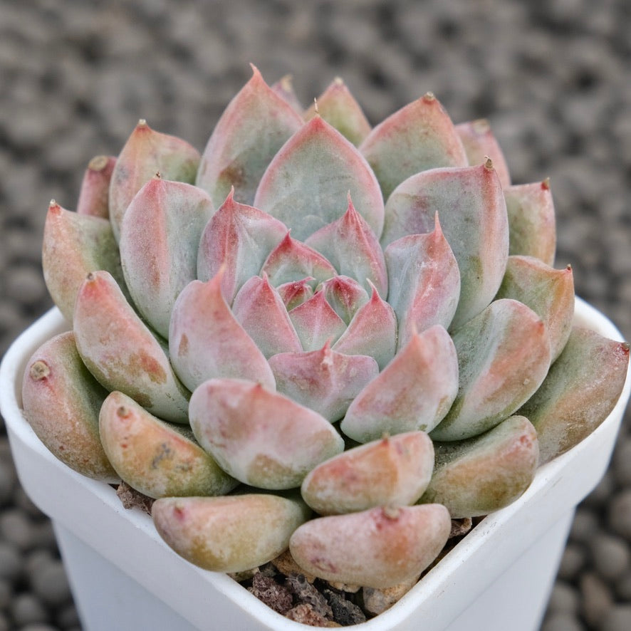 Echeveria Tripoli Korean Succulent Plant Hwaga Hybrid