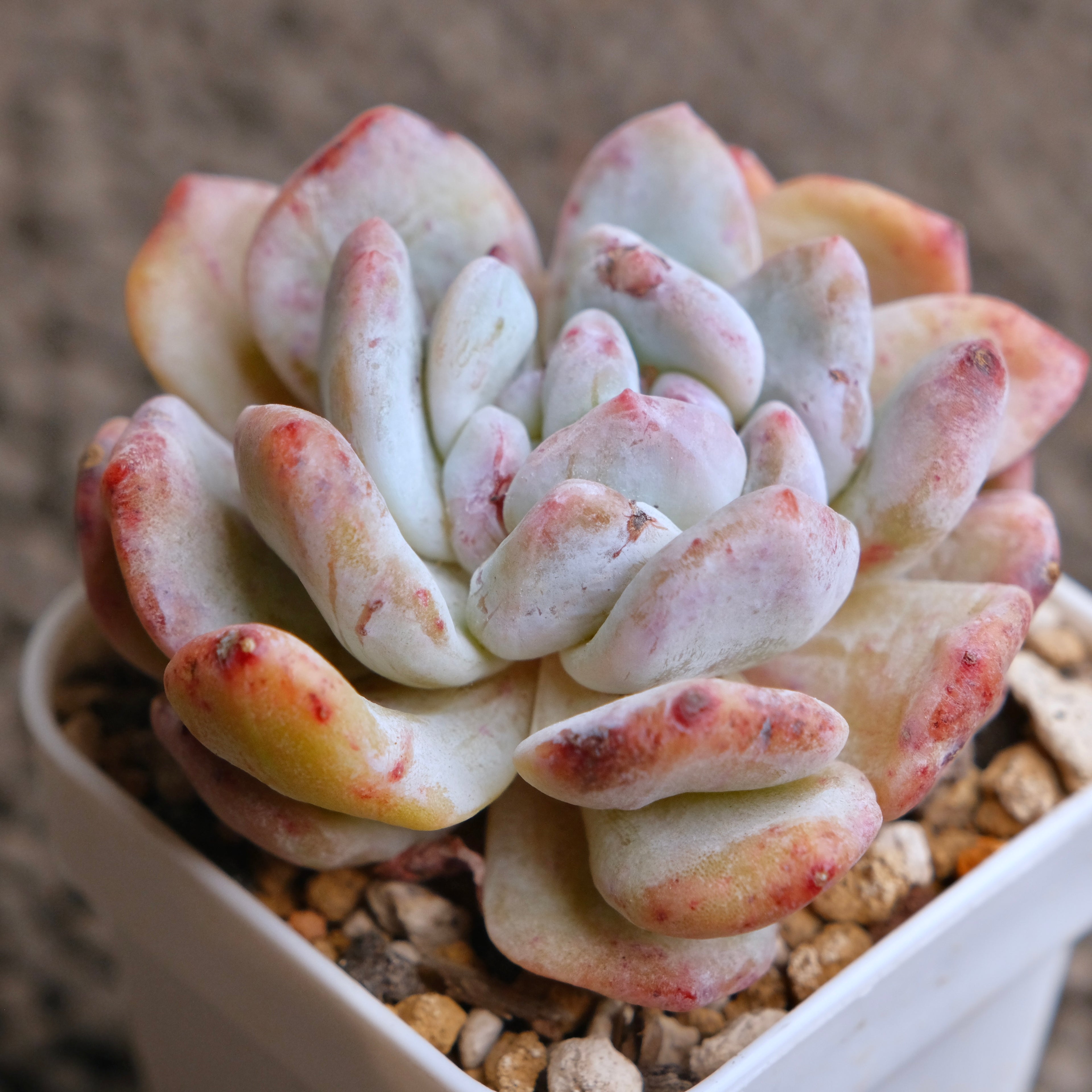 Monstrose Echeveria Monroe Imported Succulent Plant - A