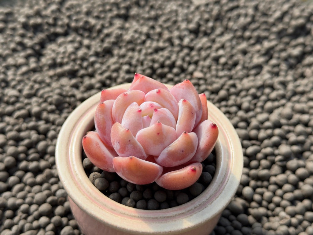 Echeveria Coral Peach Imported Succulent Plant