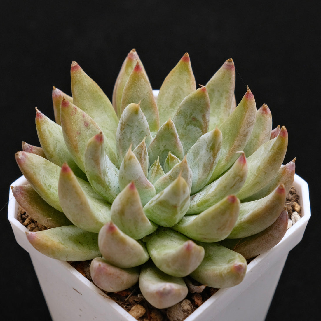Echeveria Shakino Korean Succulent Plant Air Magic Hybrid
