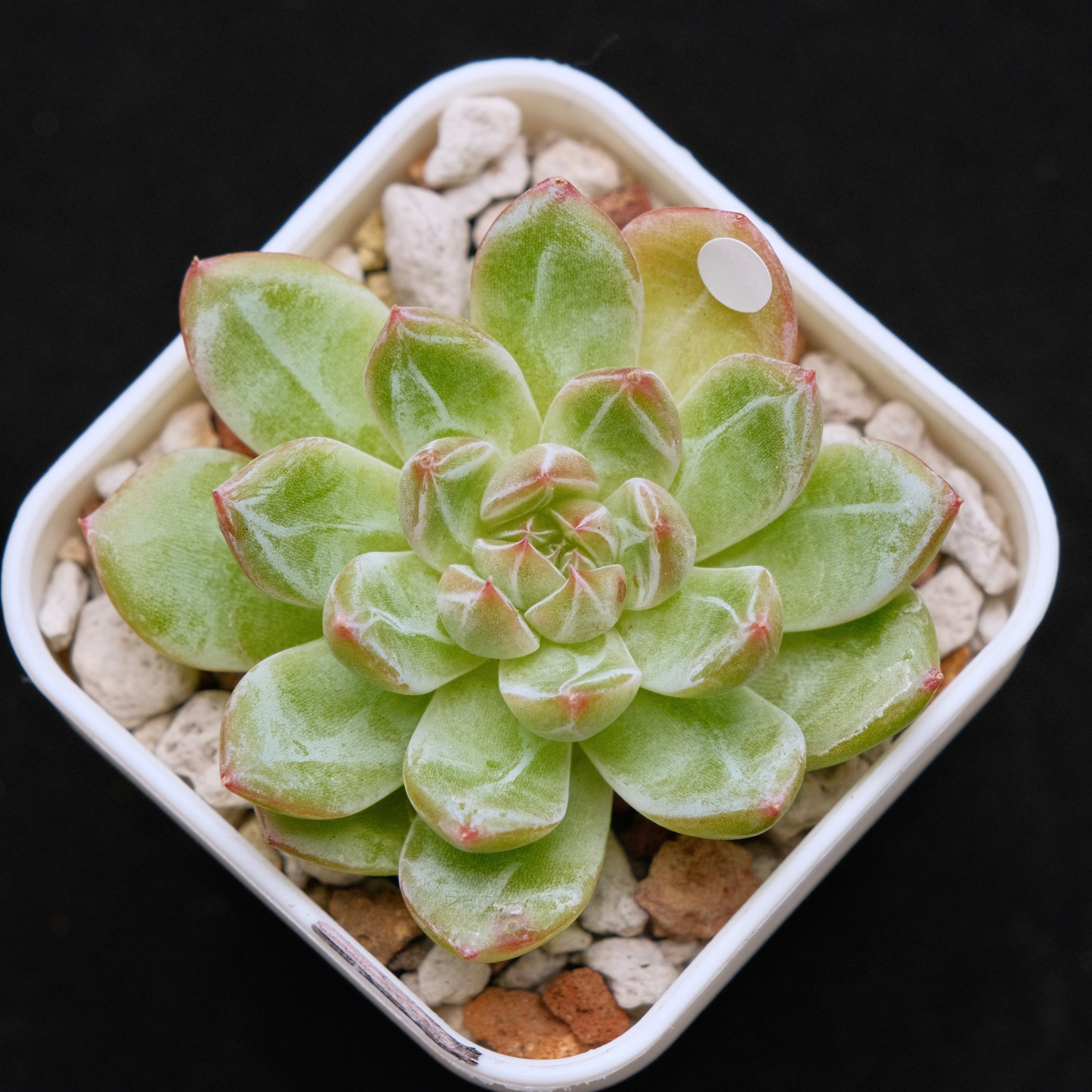 Echeveria Snowflake Jelly Korean Succulent Plant Rare
