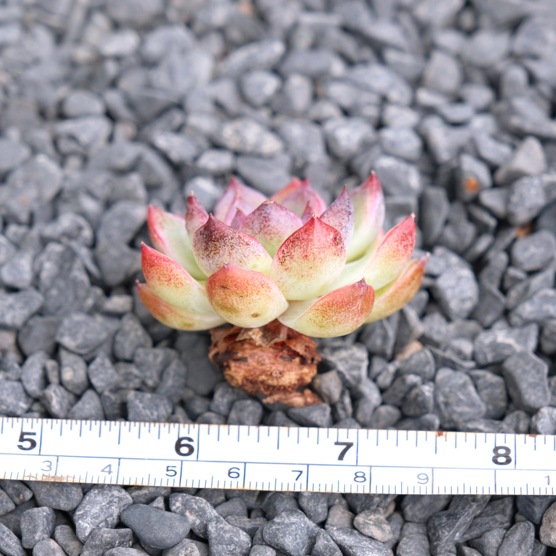 Echeveria Black Rose hybrid Korean Succulent Plant