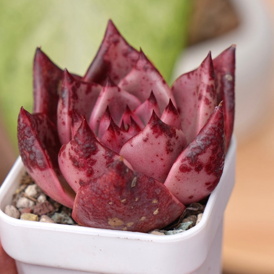 Echeveria Red Ebony Korean Succulent Plant
