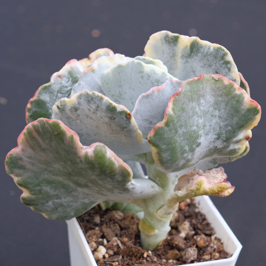 Variegated Cotyledon undulata Succulent Plant