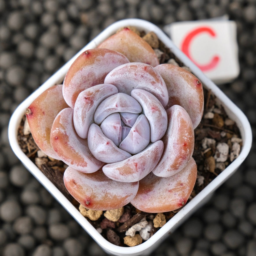Echeveria Snow White Imported Succulent Plant