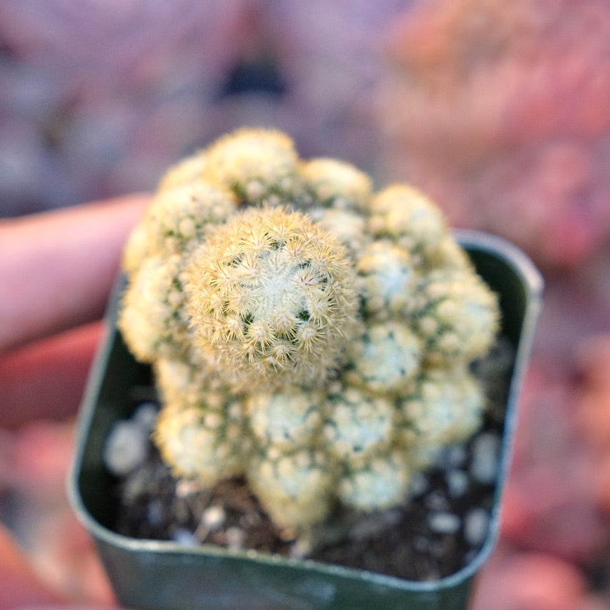 Mammillaria sp Succulent Plant
