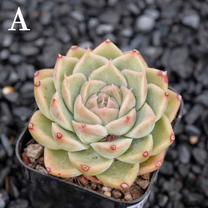 Echeveria Mario A Korean Imported Succulent Plant