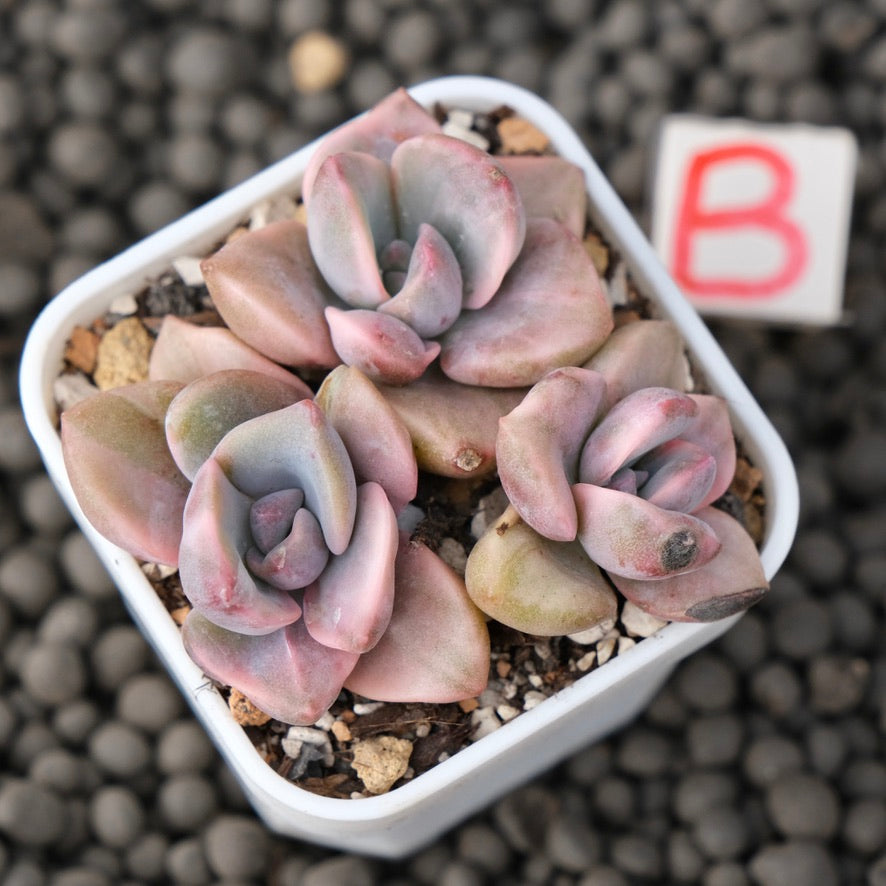 Variegated Graptoveria Mrs. Richards Imported Succulent Plant