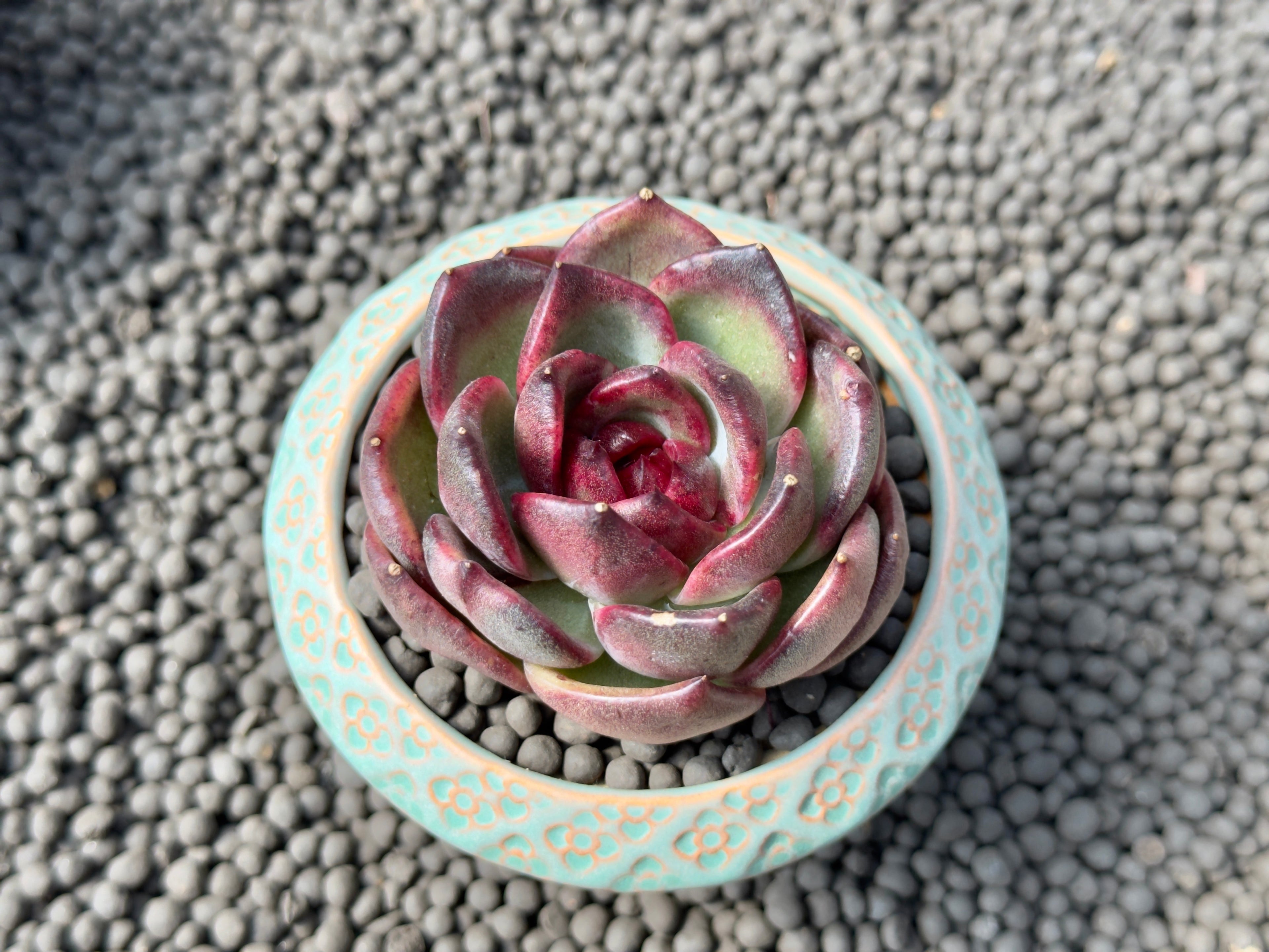Echeveria Black Mink Korean Succulent Plant