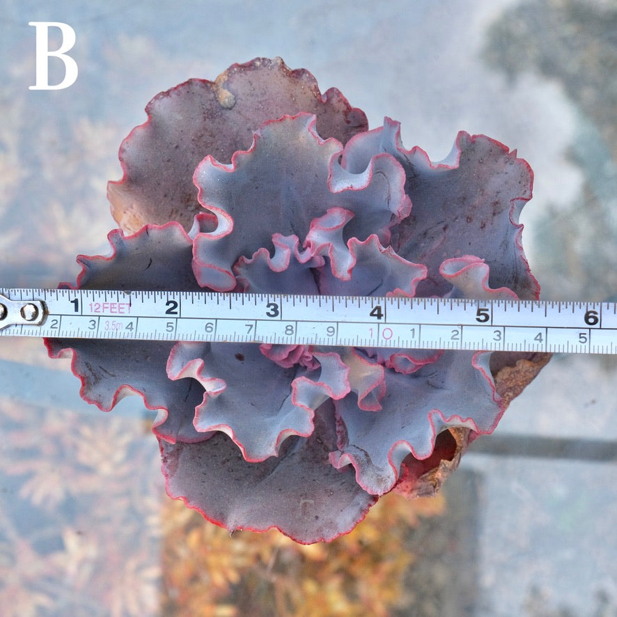 Echeveria Valentine - Rare Dick Wright hybrid - B