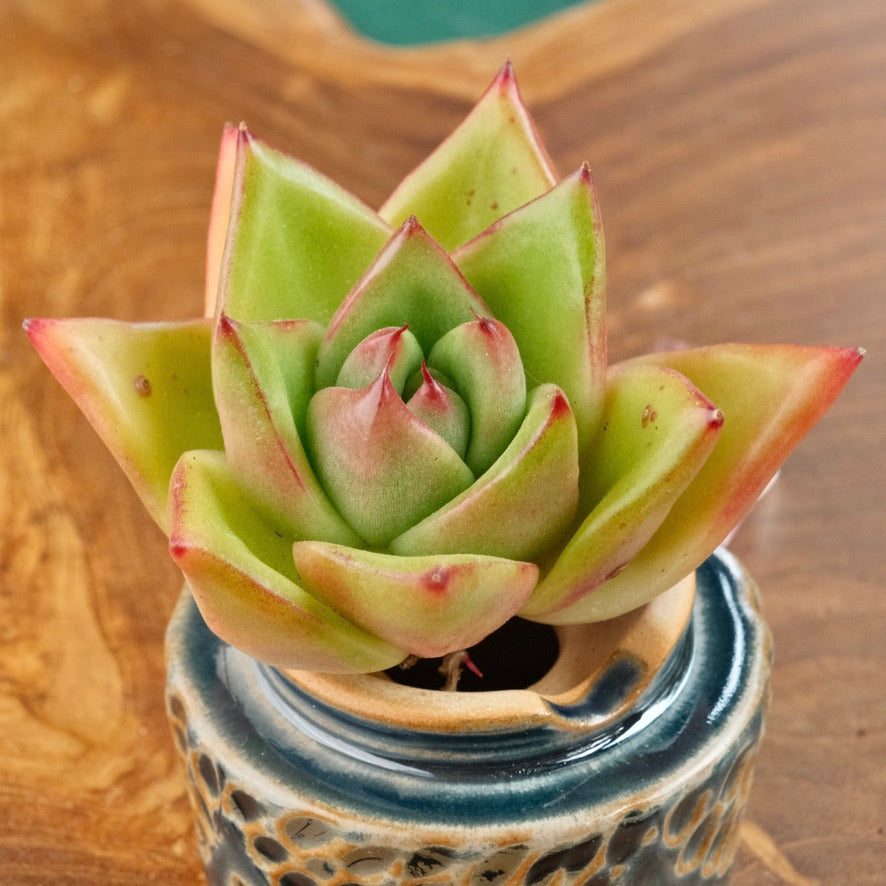 Echeveria agavoides hybrid Korean Succulent Plant