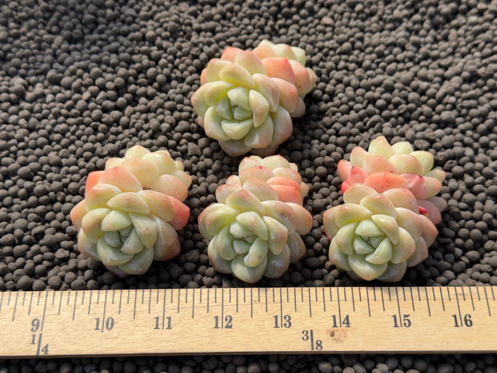 Echeveria Ice Green Imported Succulent Plant