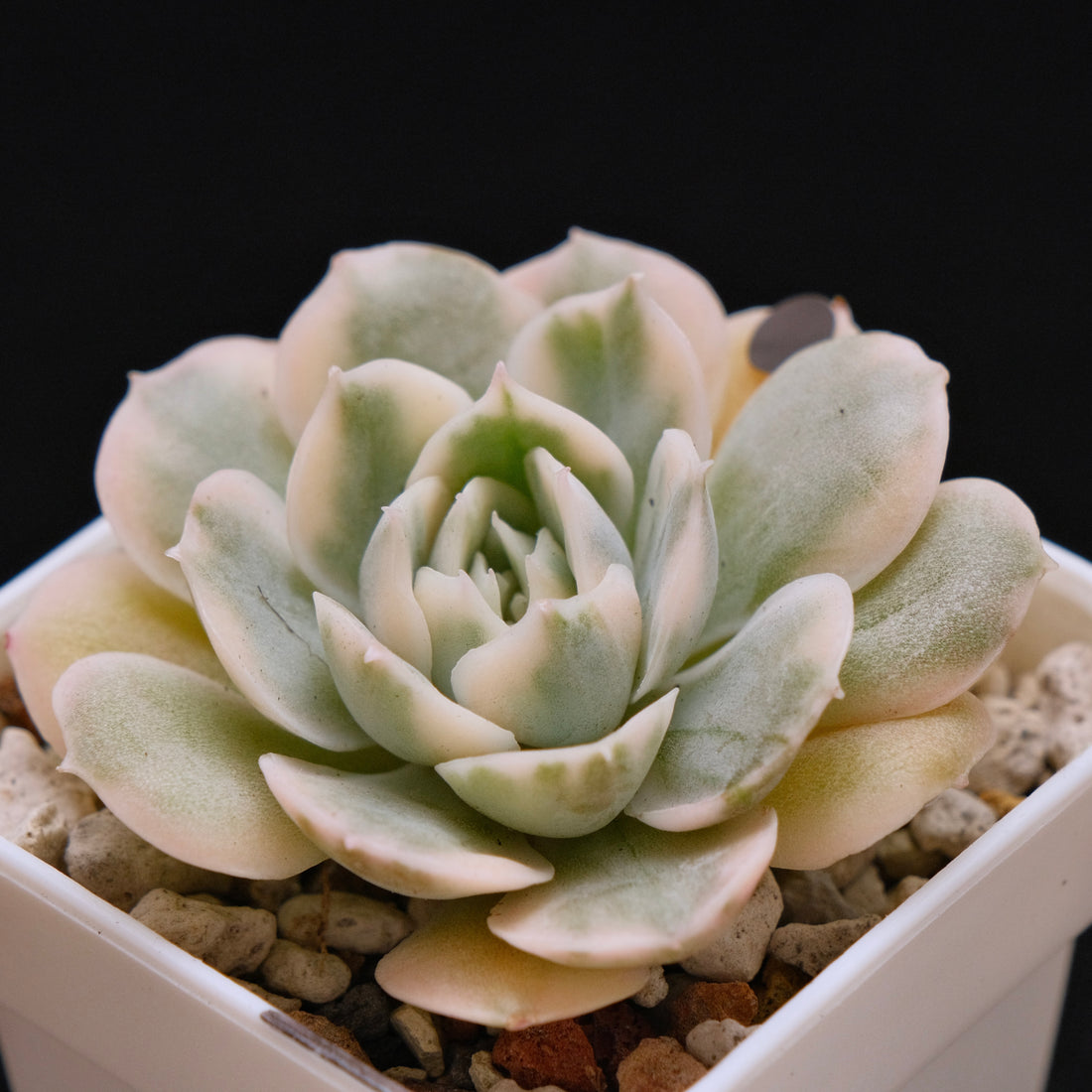 Variegated Echeveria Onslow Imported Succulent Plant