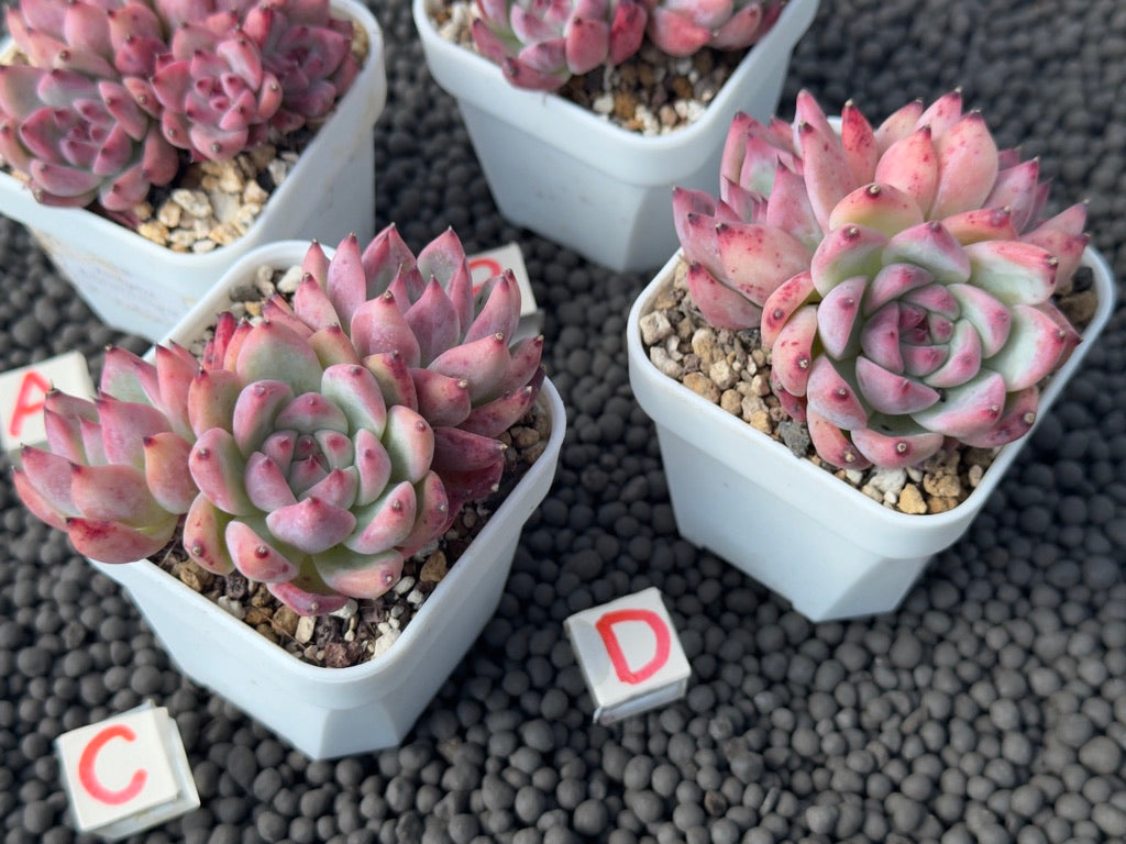 Pink Echeveria colorata Imported Succulent Plant