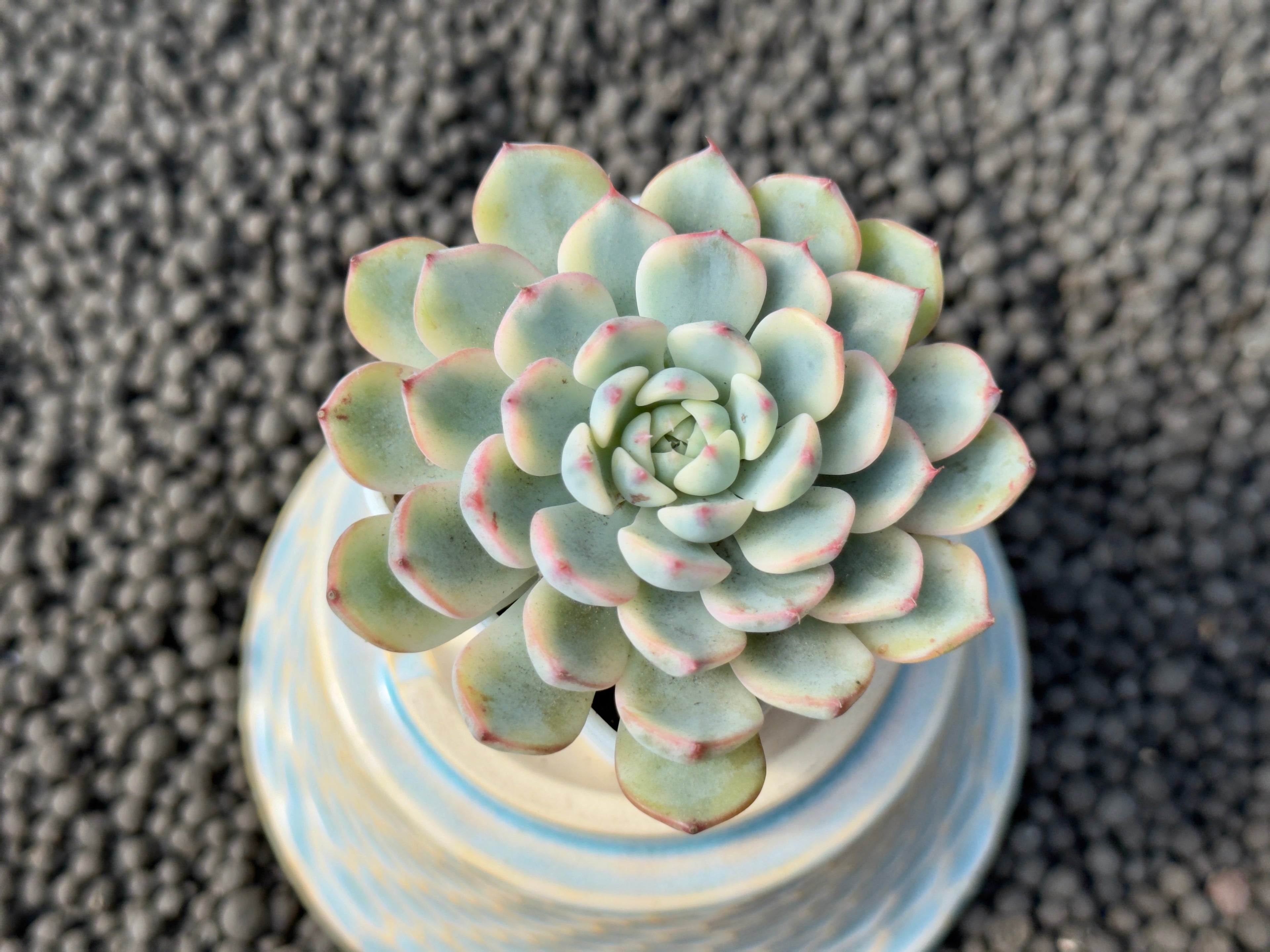 Variegated Echeveria minima Imported Succulent Plant