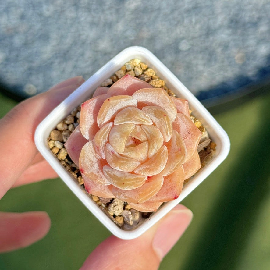 Echeveria Hyalina hybrid Succulent Plant