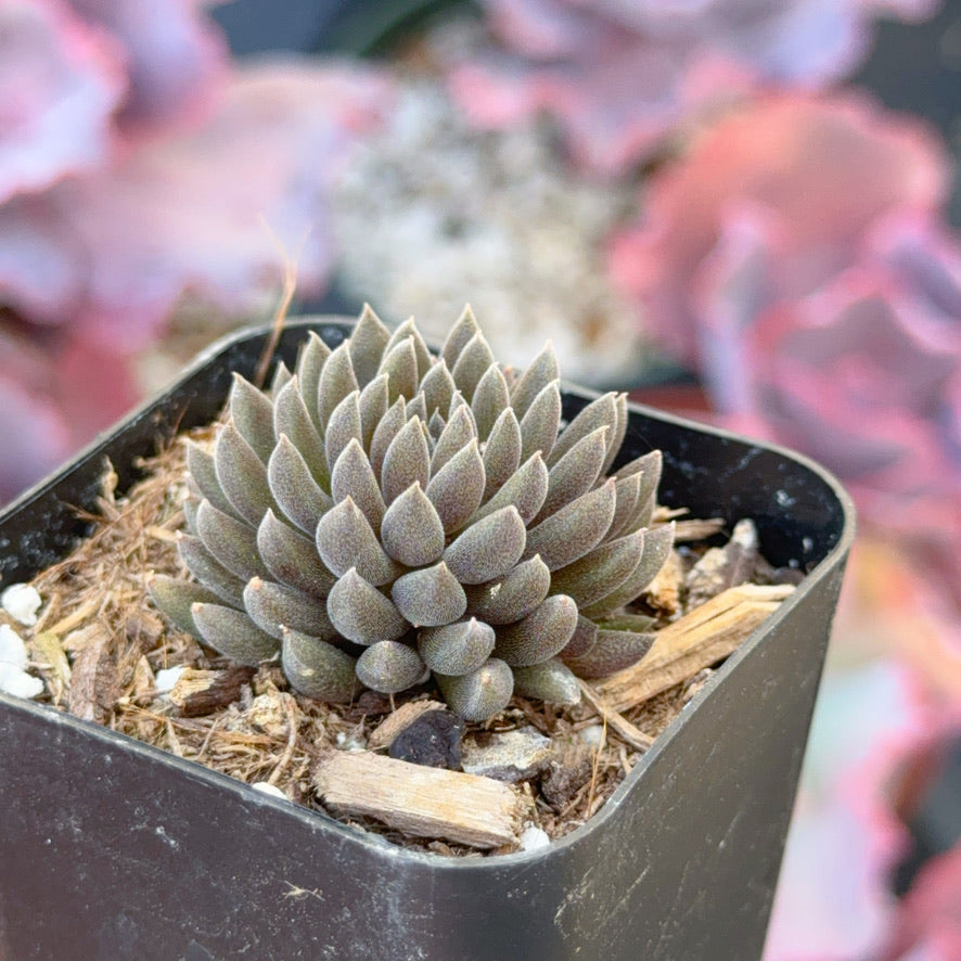 Sinocrassula yunnanensis Succulent Plant