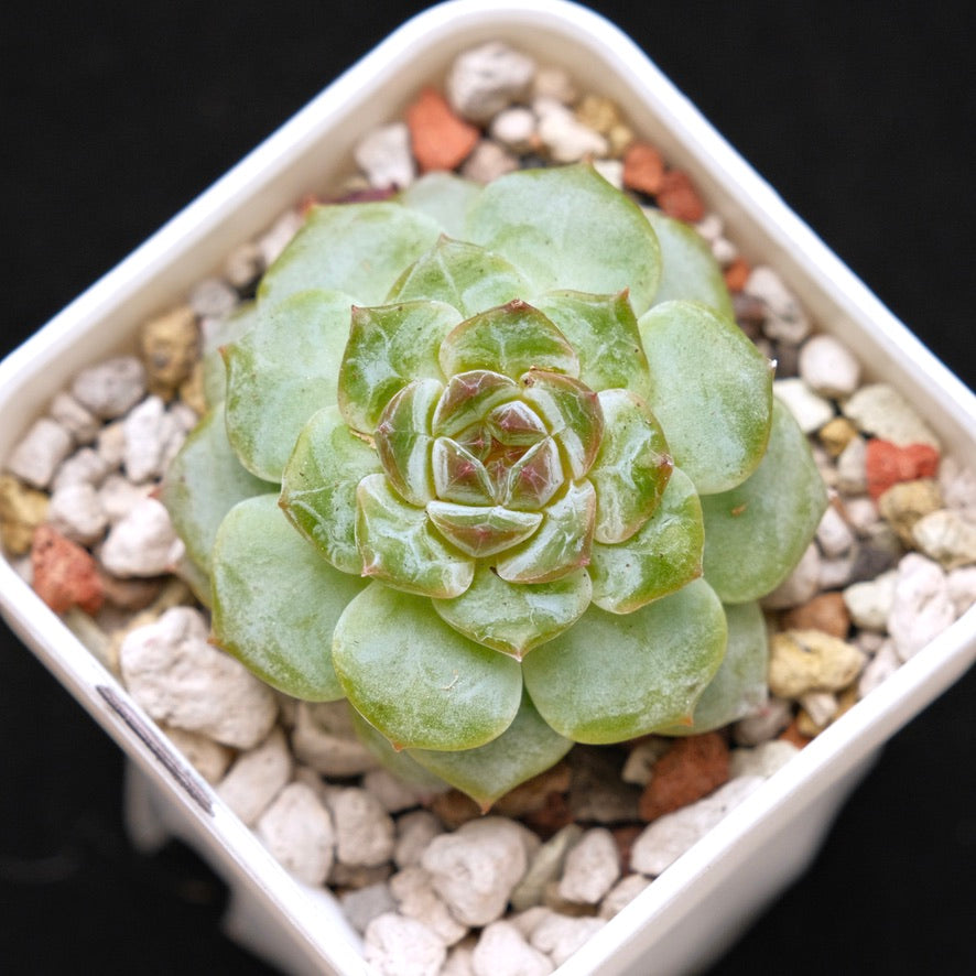 Echeveria Inca Rose Korean Succulent Plant