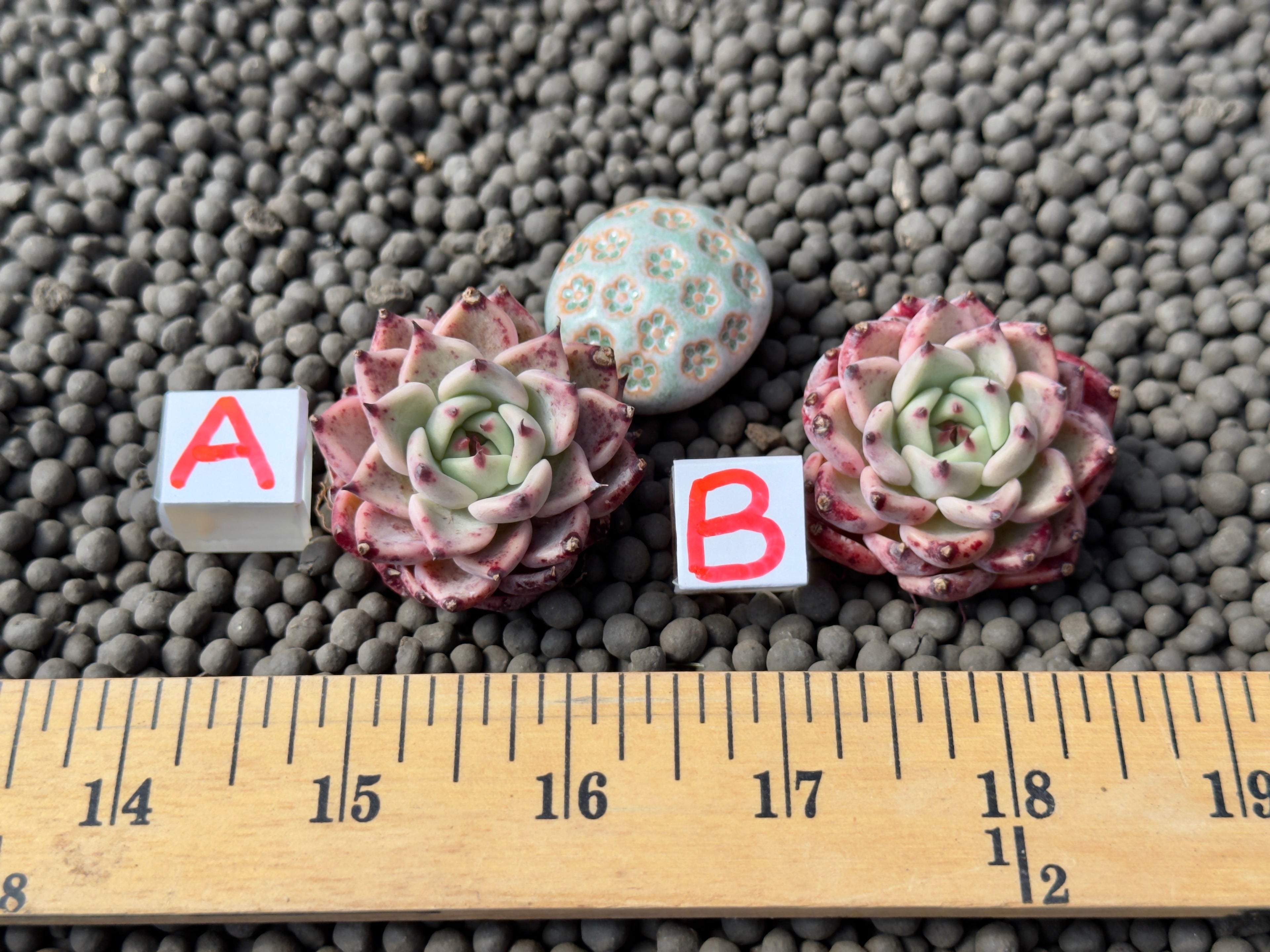 Echeveria Gazelle Korean Succulent Plant Changhee hybrid