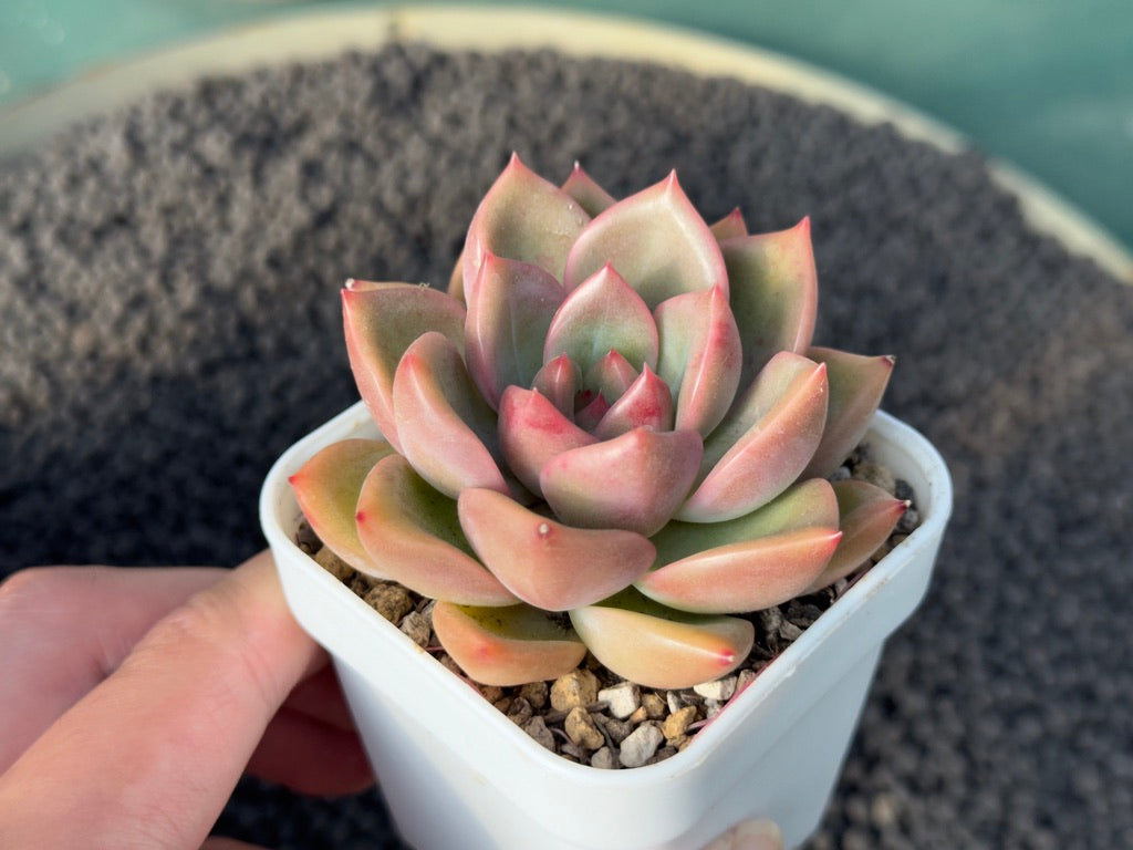 Echeveria Hybrid Korean Succulent Plant