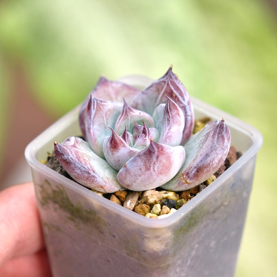 Echeveria Black Sabbath Korean Succulent Plant