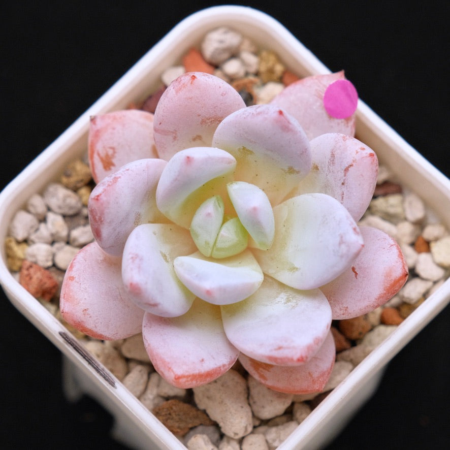 Echeveria La Traviata Korean Succulent Plant